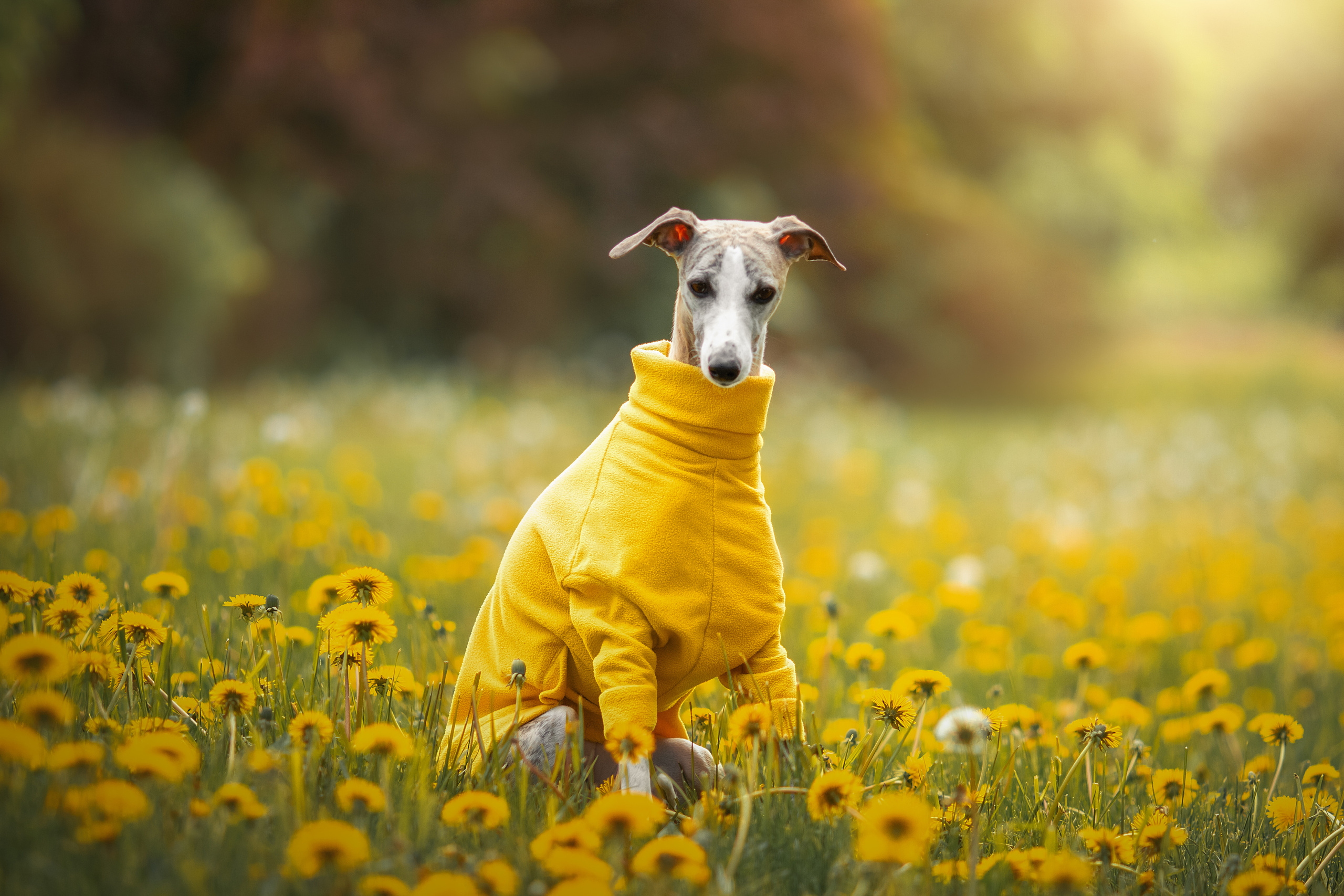 Фотосессия животных. Арт фотограф в Минске Анастасия Корбут