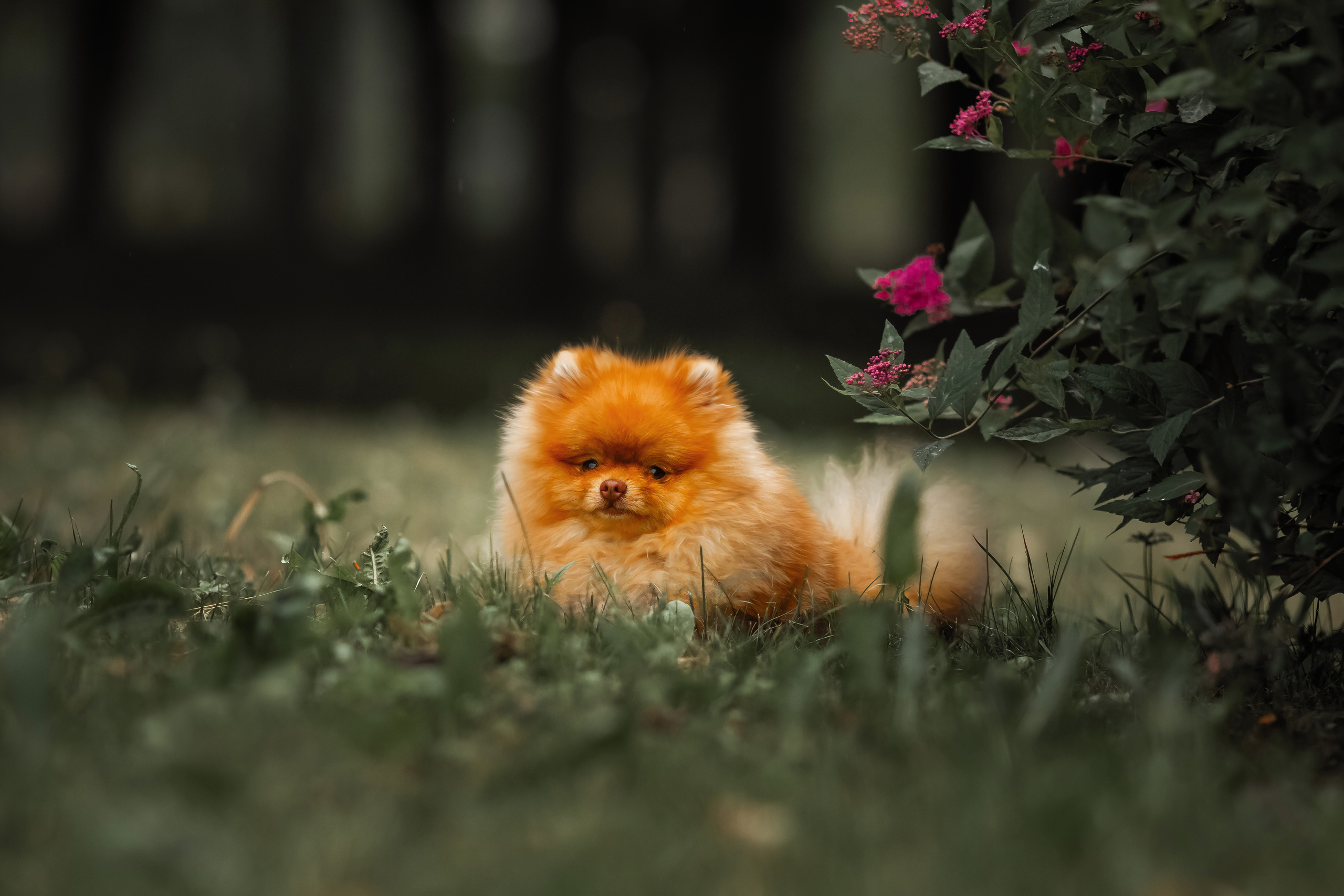 Фотосессия животных. Арт фотограф в Минске Анастасия Корбут