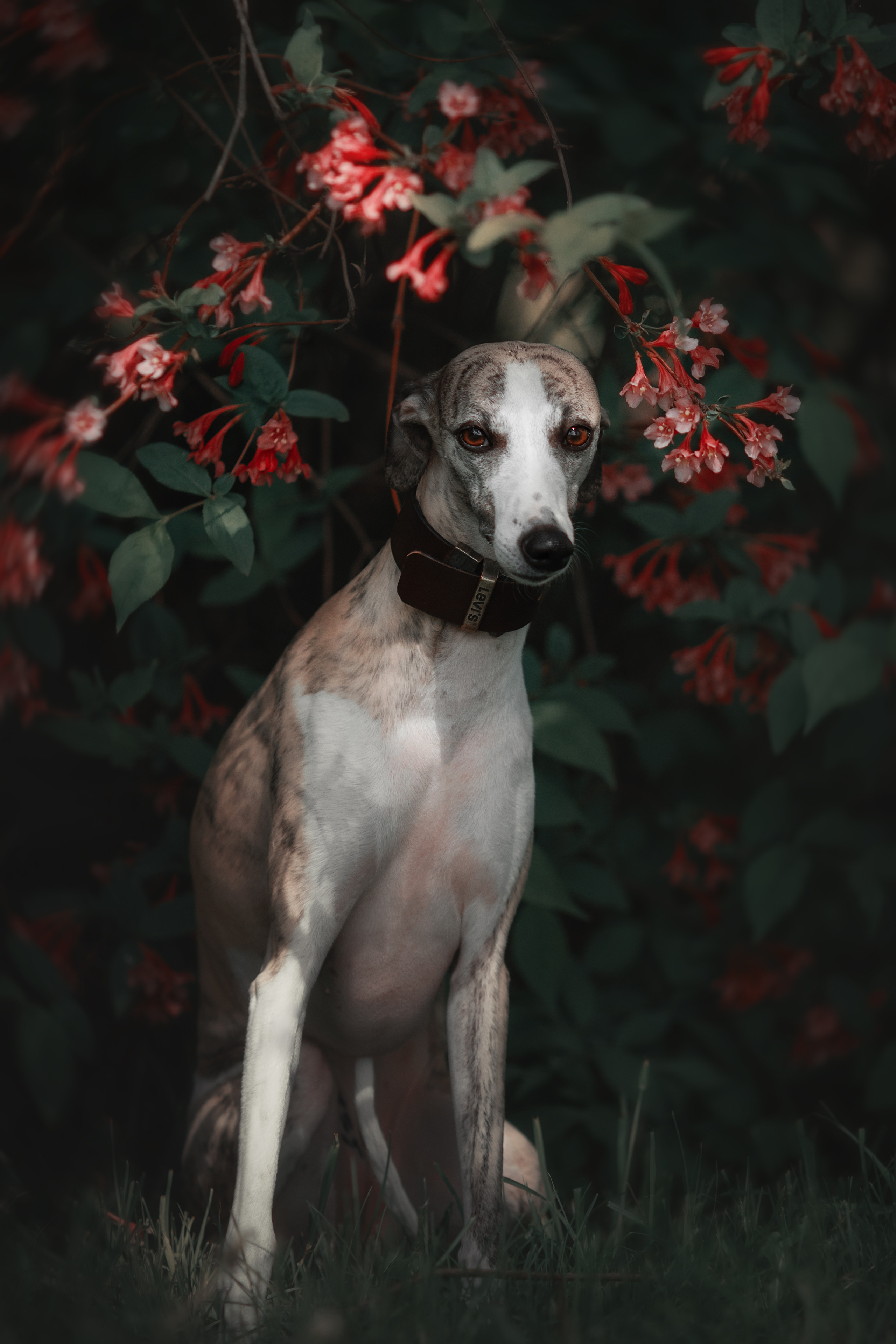 Фотосессия животных. Арт фотограф в Минске Анастасия Корбут