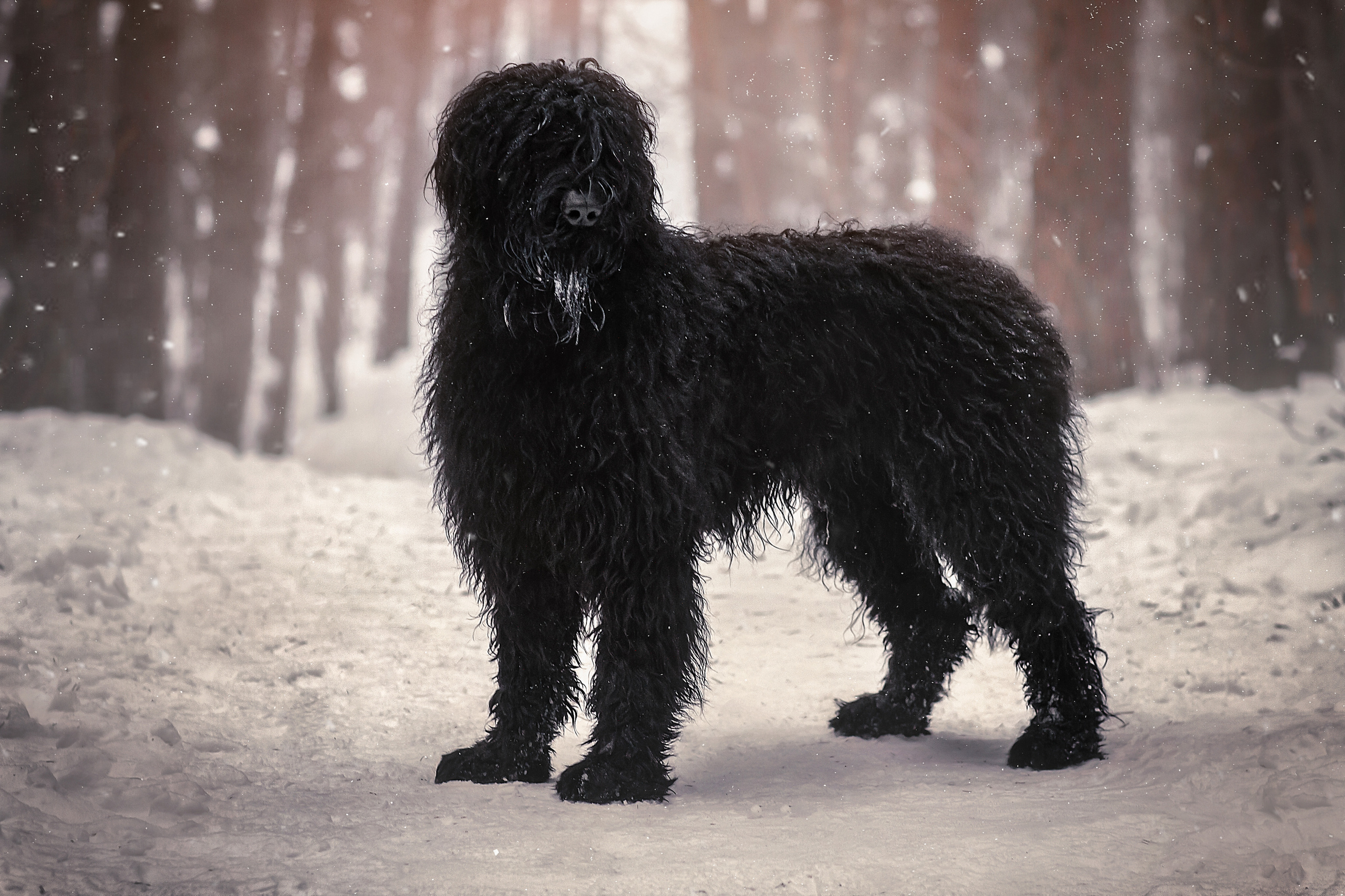 Фотосессия животных. Арт фотограф в Минске Анастасия Корбут