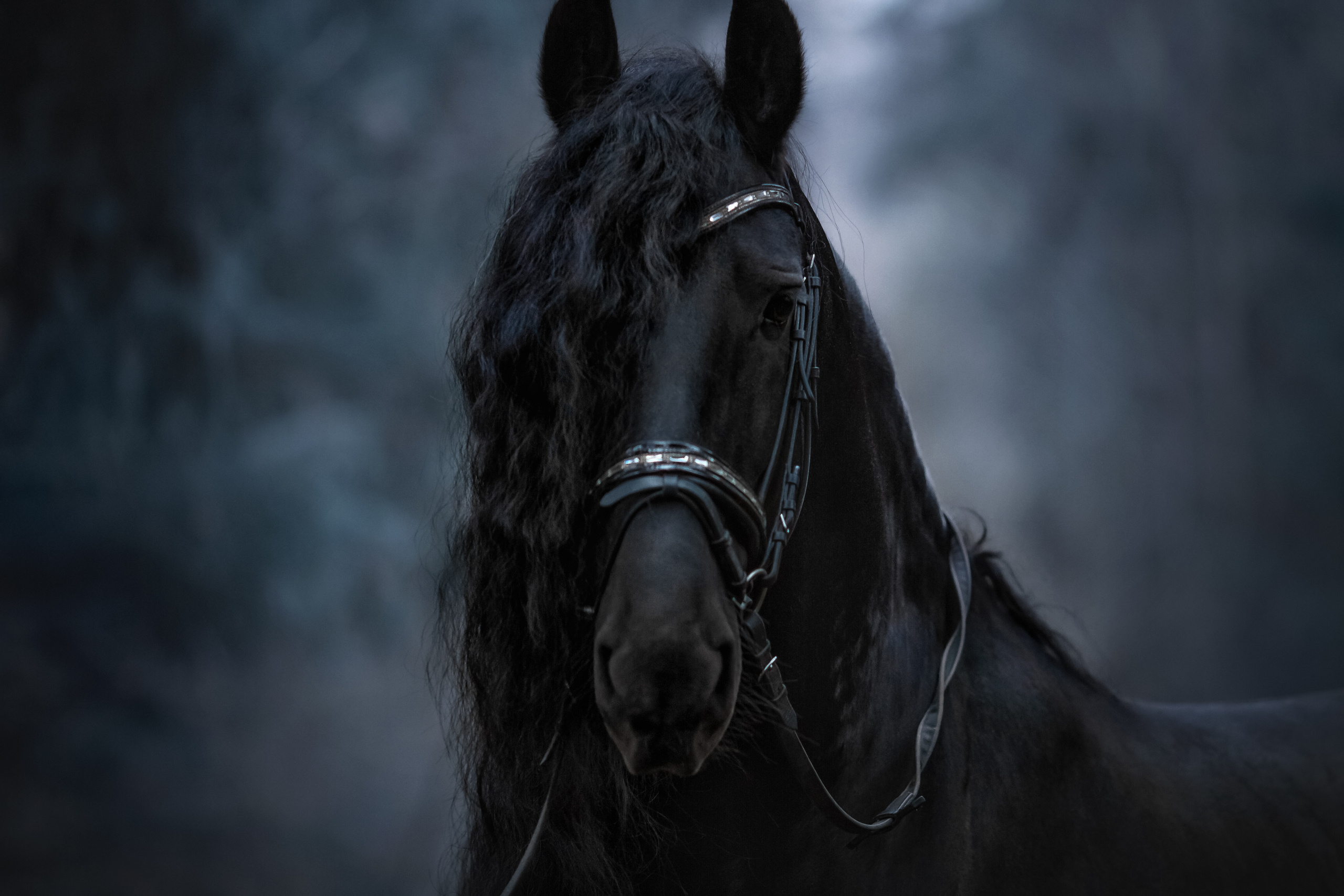 Фотосессия животных. Арт фотограф в Минске Анастасия Корбут