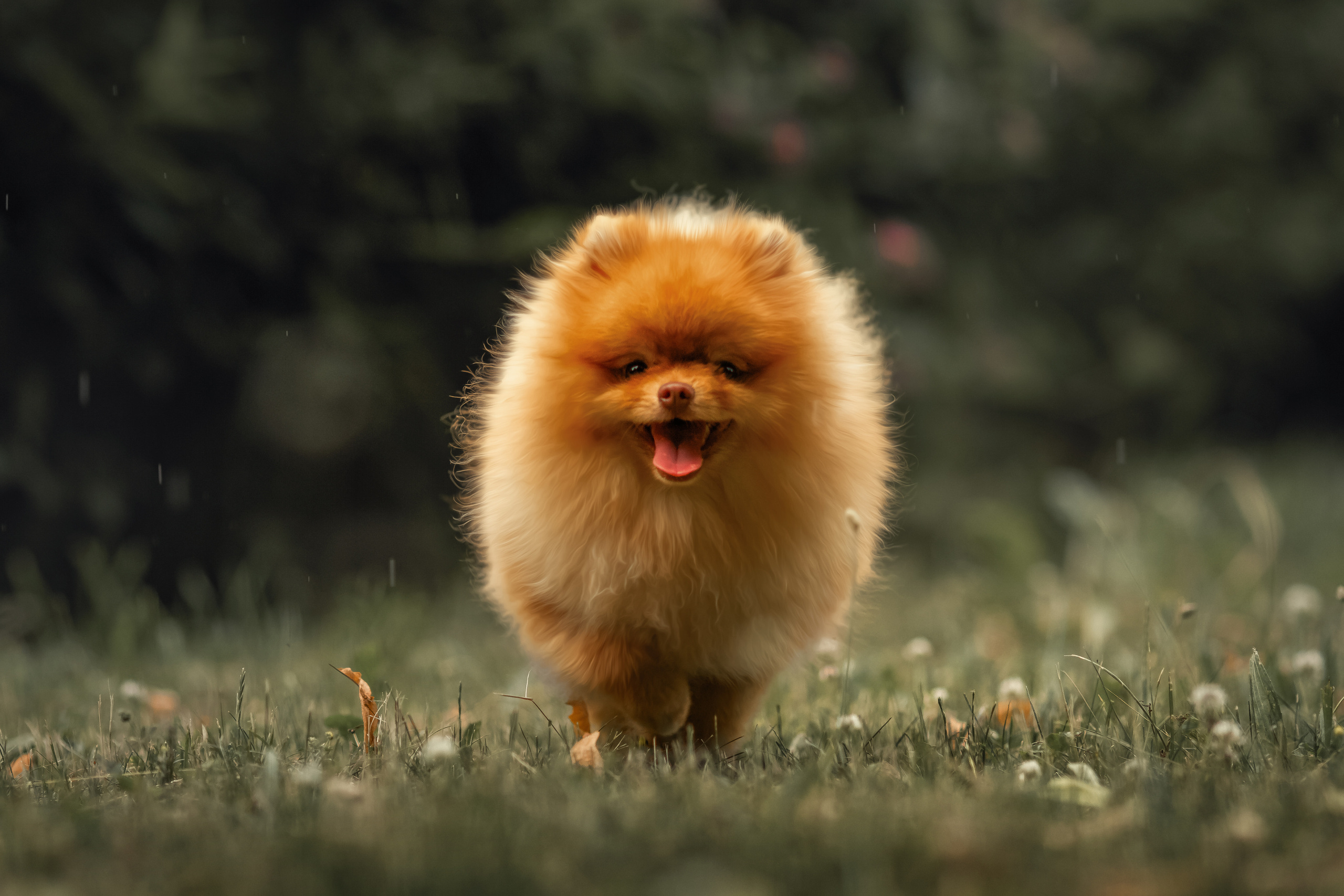 Фотосессия животных. Арт фотограф в Минске Анастасия Корбут