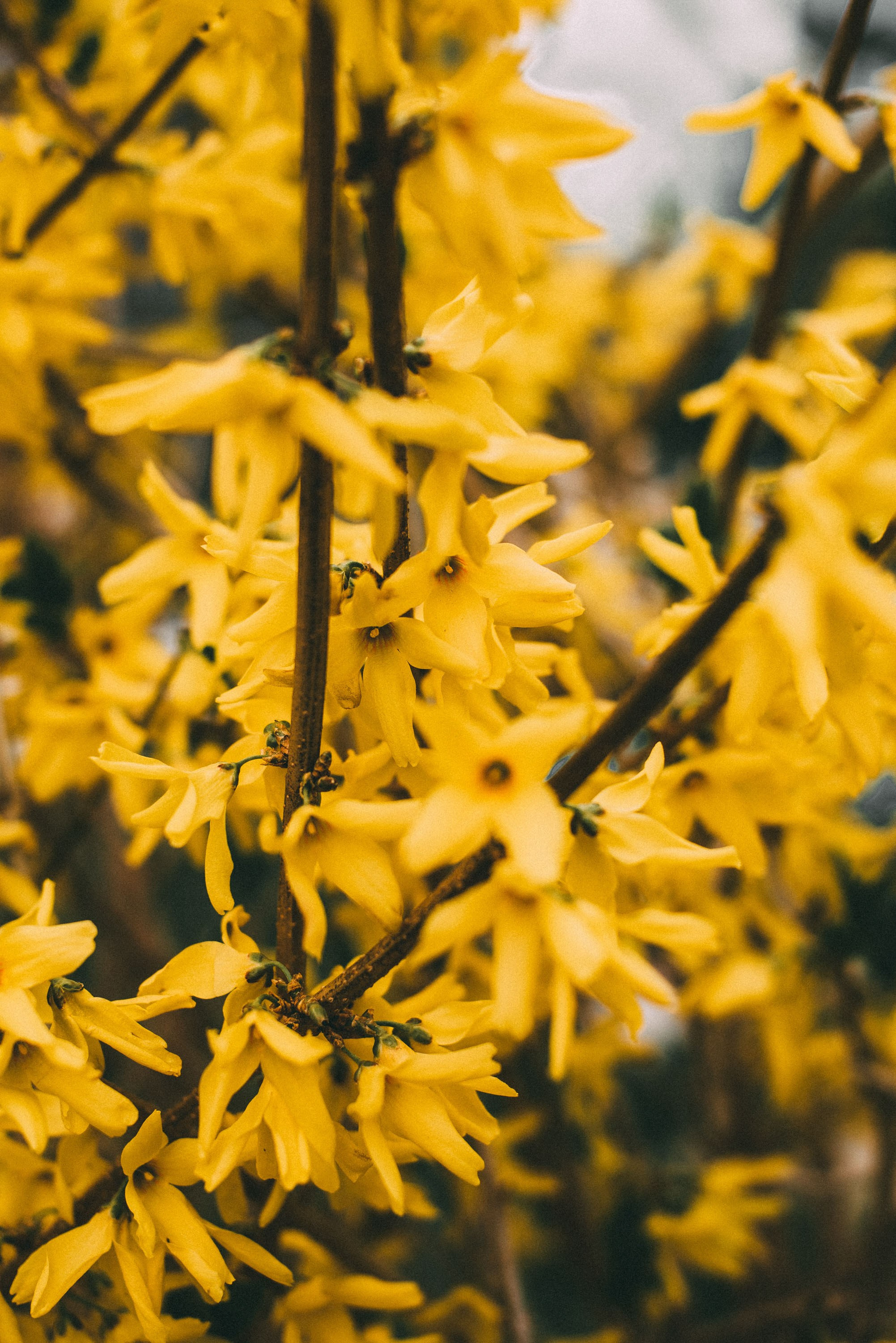 Цветы. Фотограф Анатолий Деникин