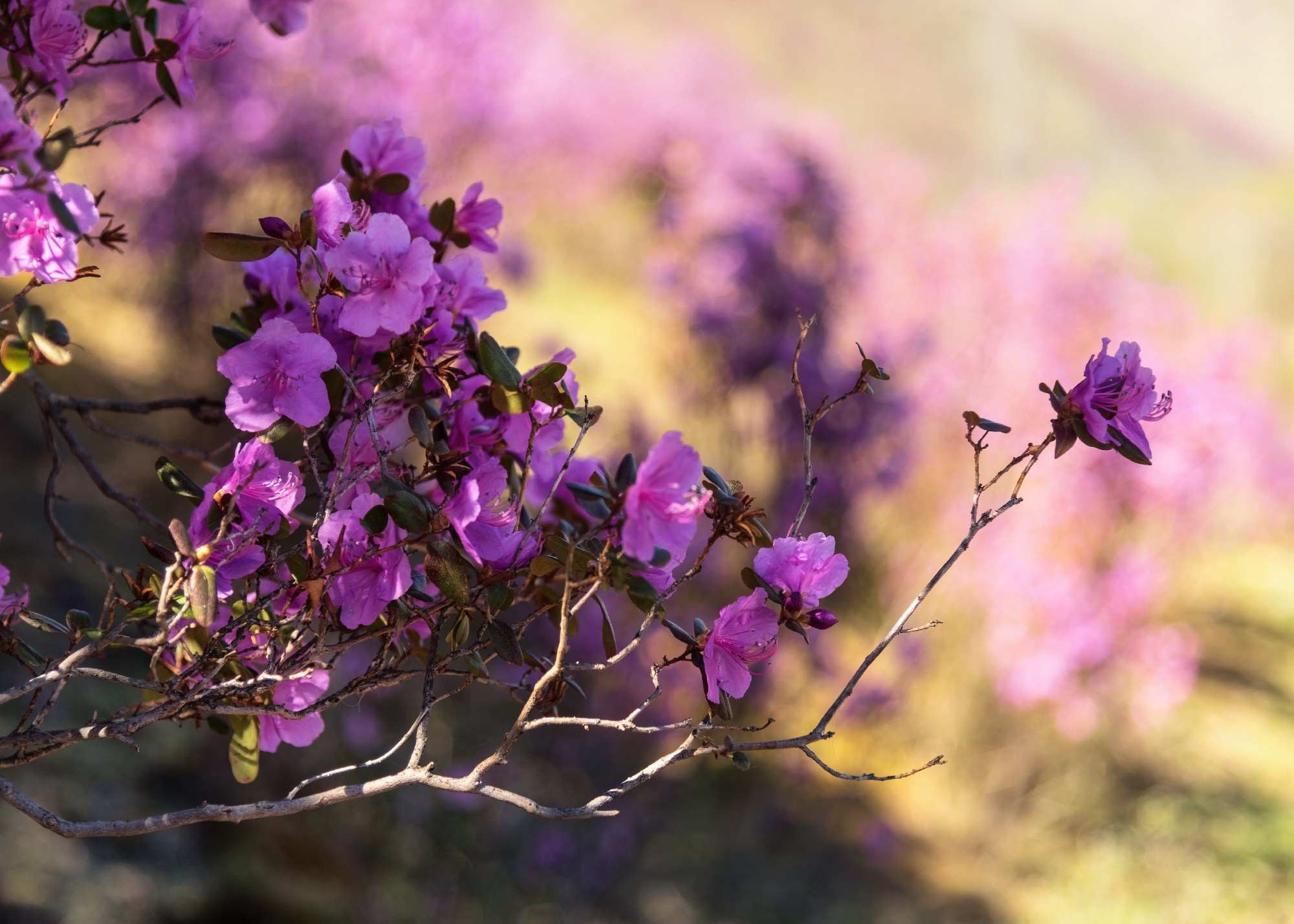Ветка маральника. Онгудайский район, май 2024
