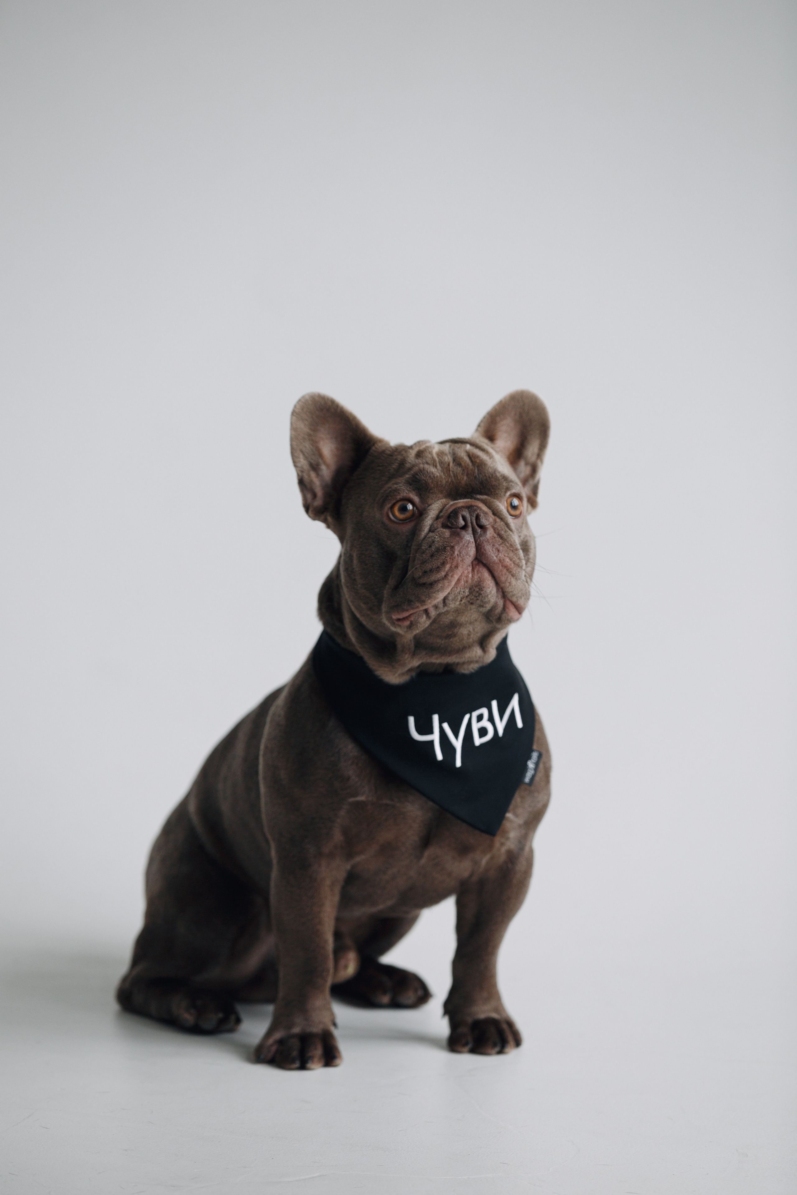 Wag'n'tails аксессуары для животных. Фотограф анималист Кристина Карпова, Москва