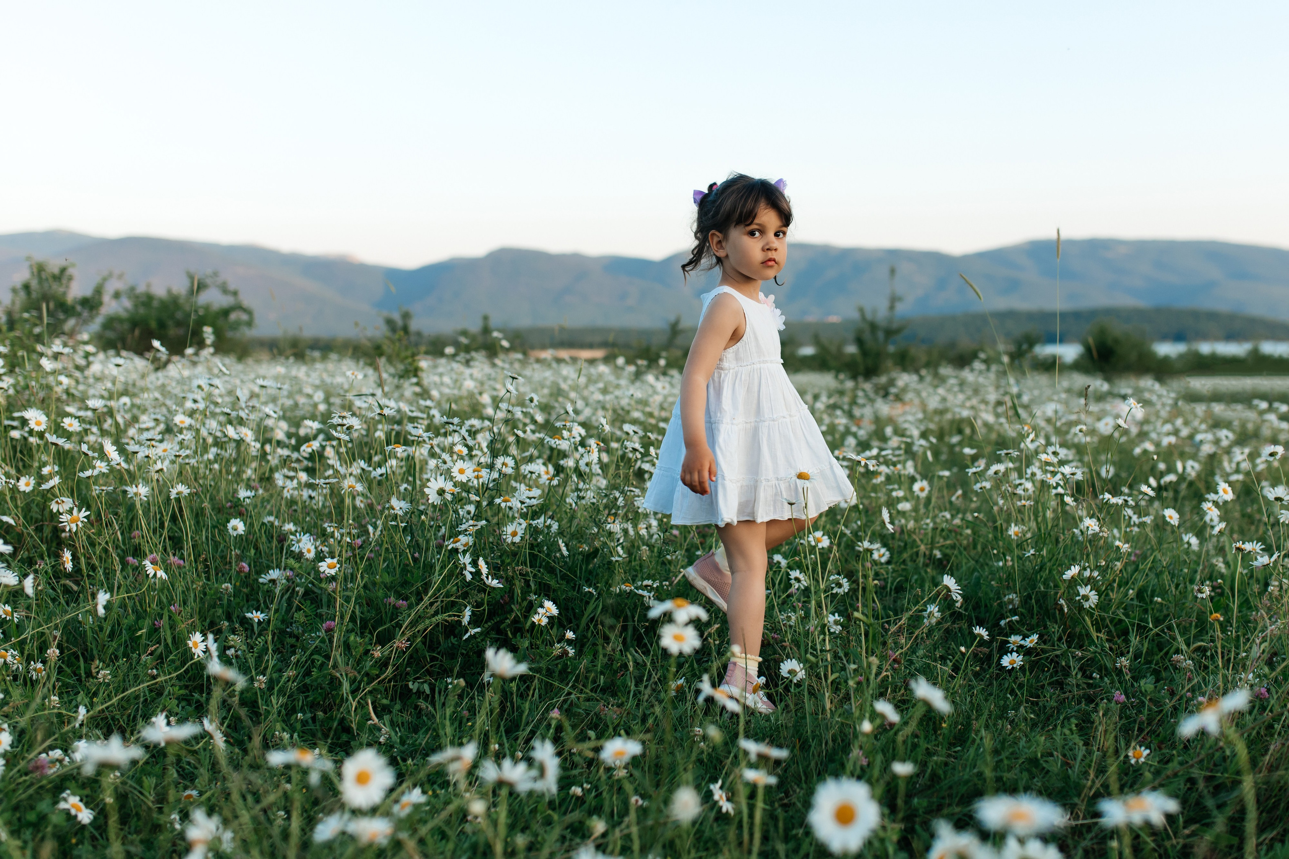 Daisies. ФОТОГРАФ
