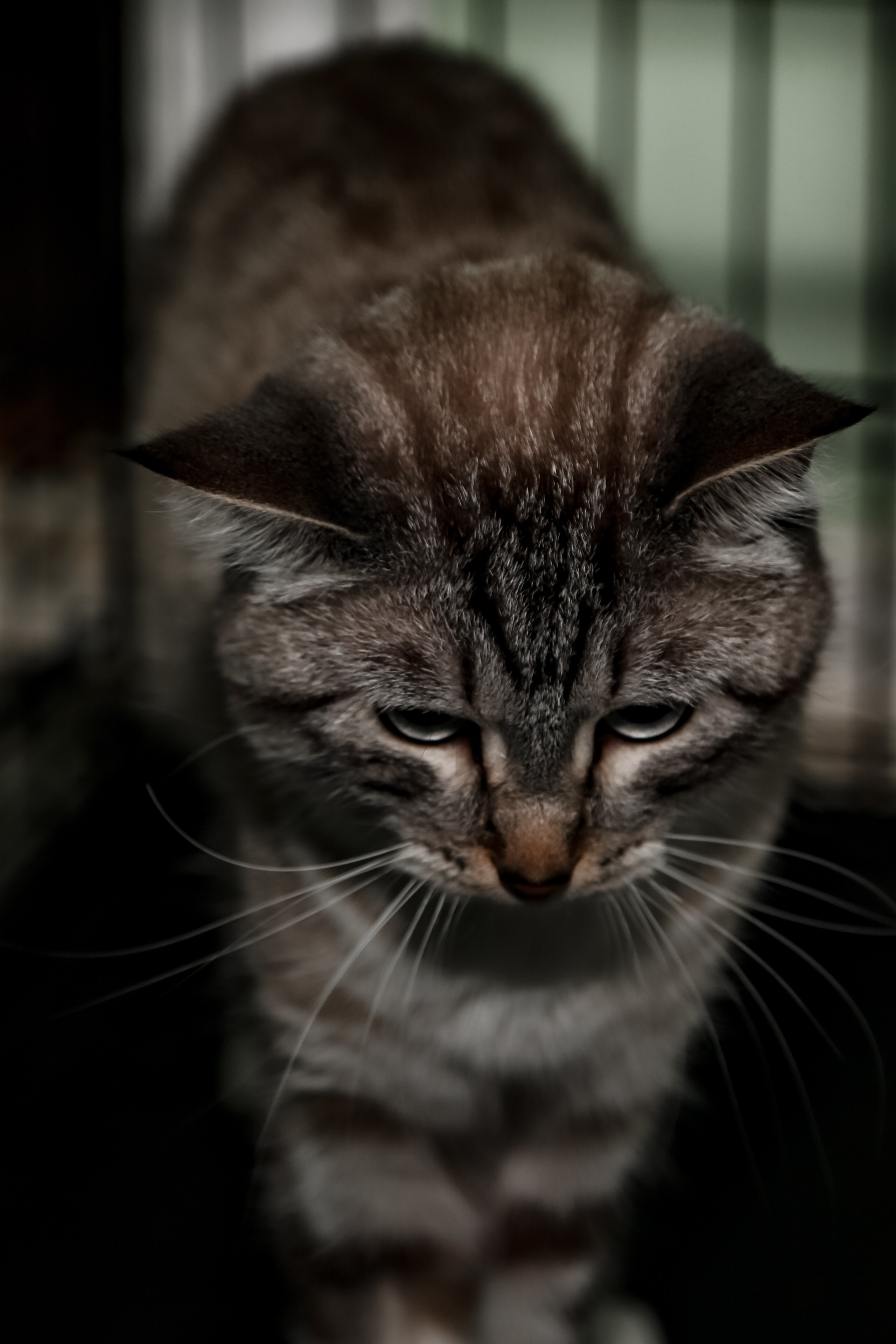 Приют Кошкин Дом Филимоша. Ваш фотограф в Оренбурге Рощупкина Екатерина