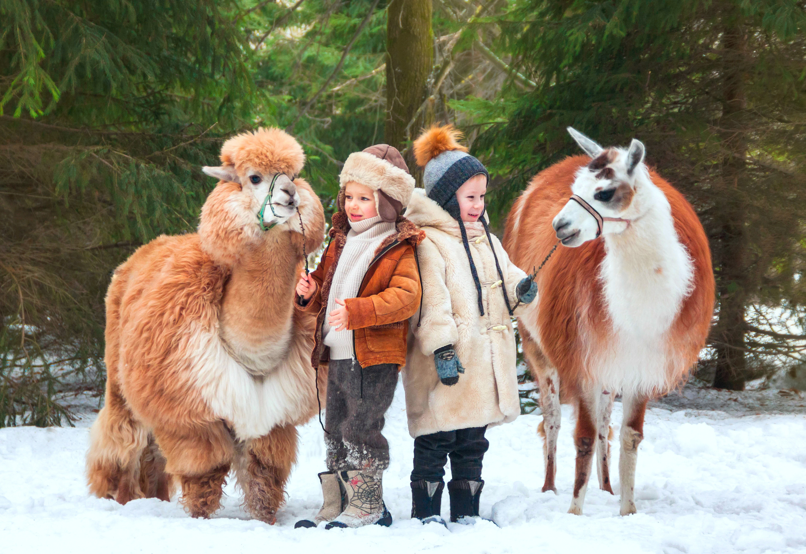 Фотосессии с ЖИВОТНЫМИ. Фотограф Алина Лебедь