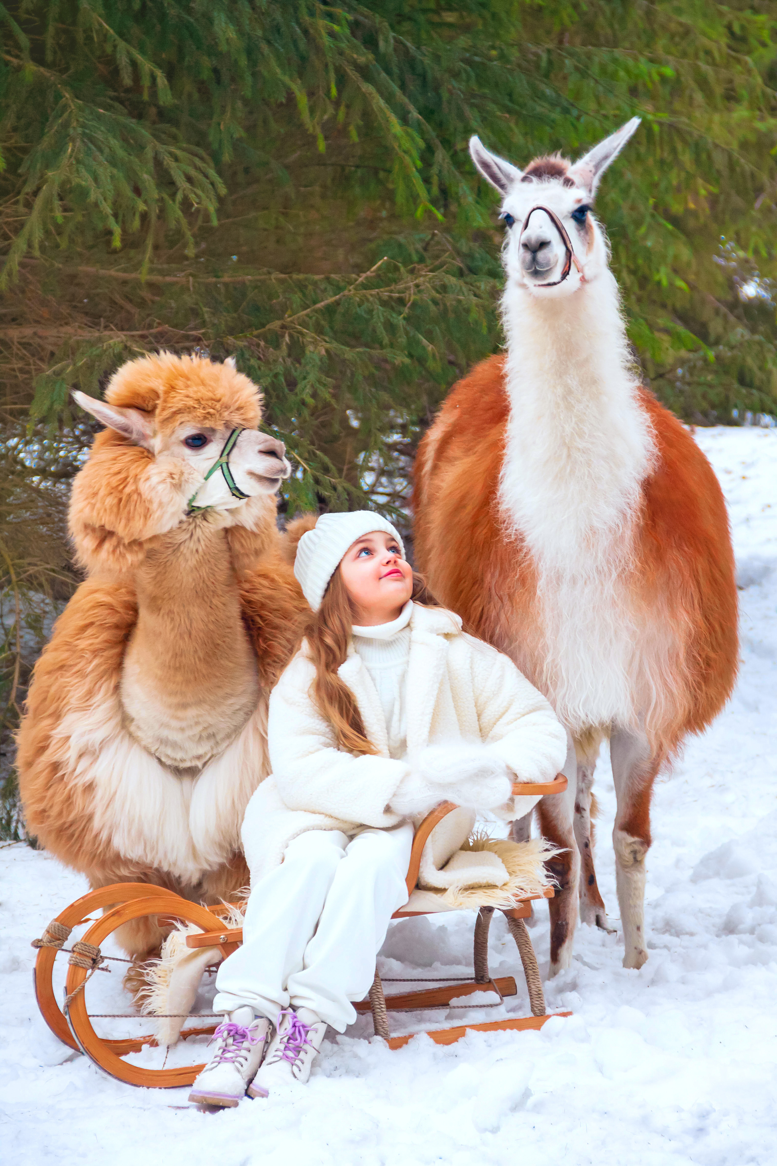 Фотосессии с ЖИВОТНЫМИ. Фотограф Алина Лебедь