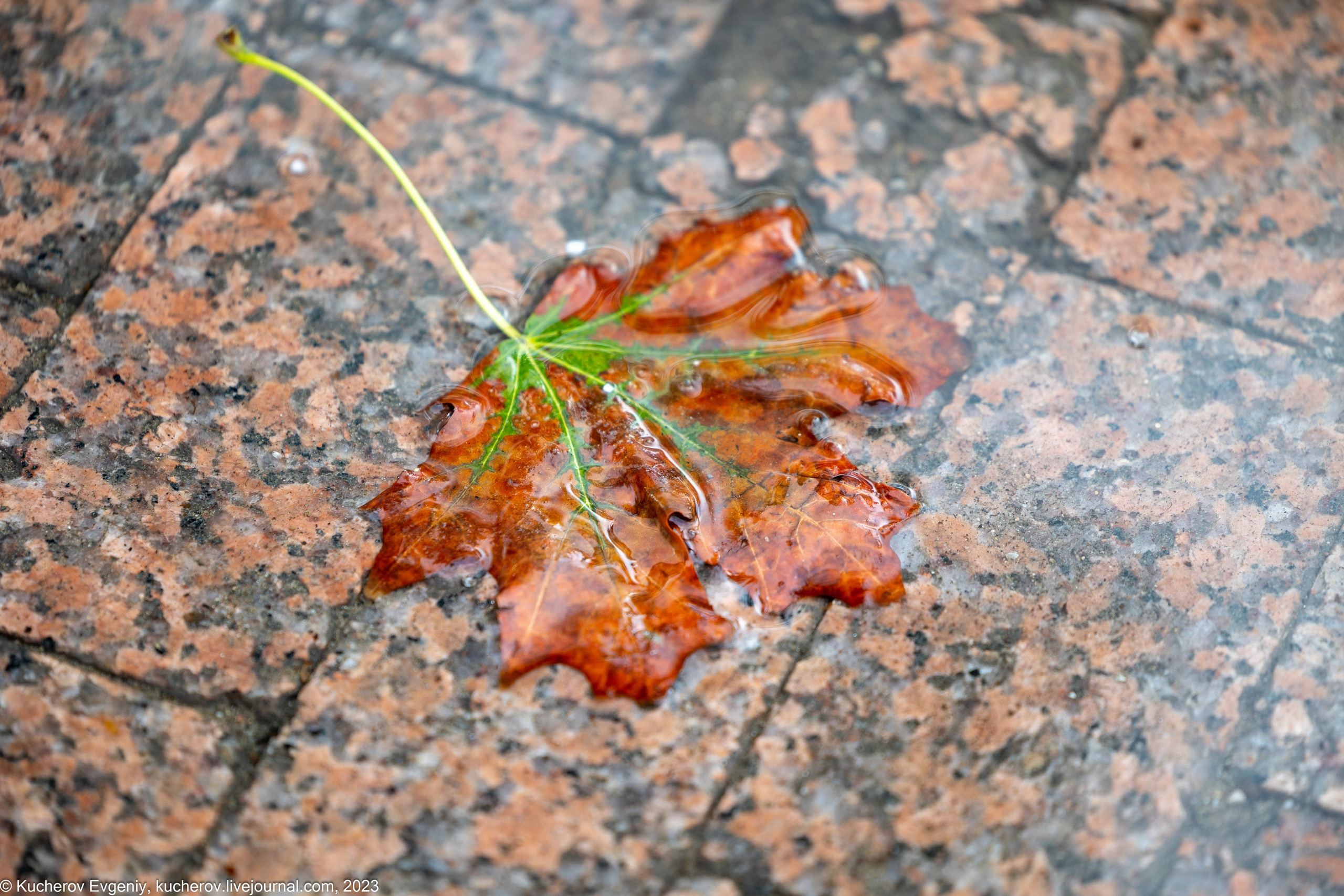 Природа. Кучеров Евгений. Фотограф