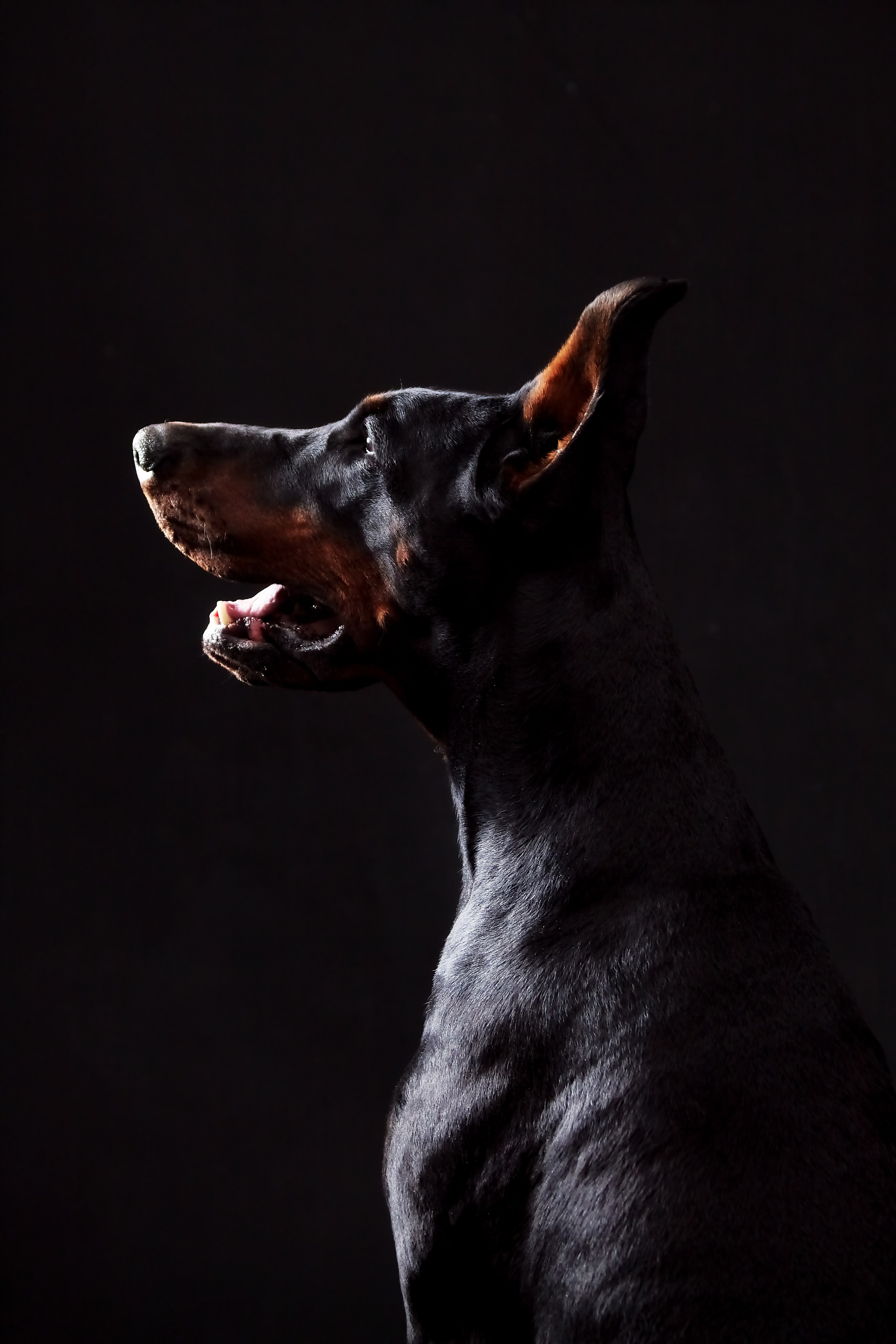 Фотосессия с животными. Фотограф анималист — Тула, Москва