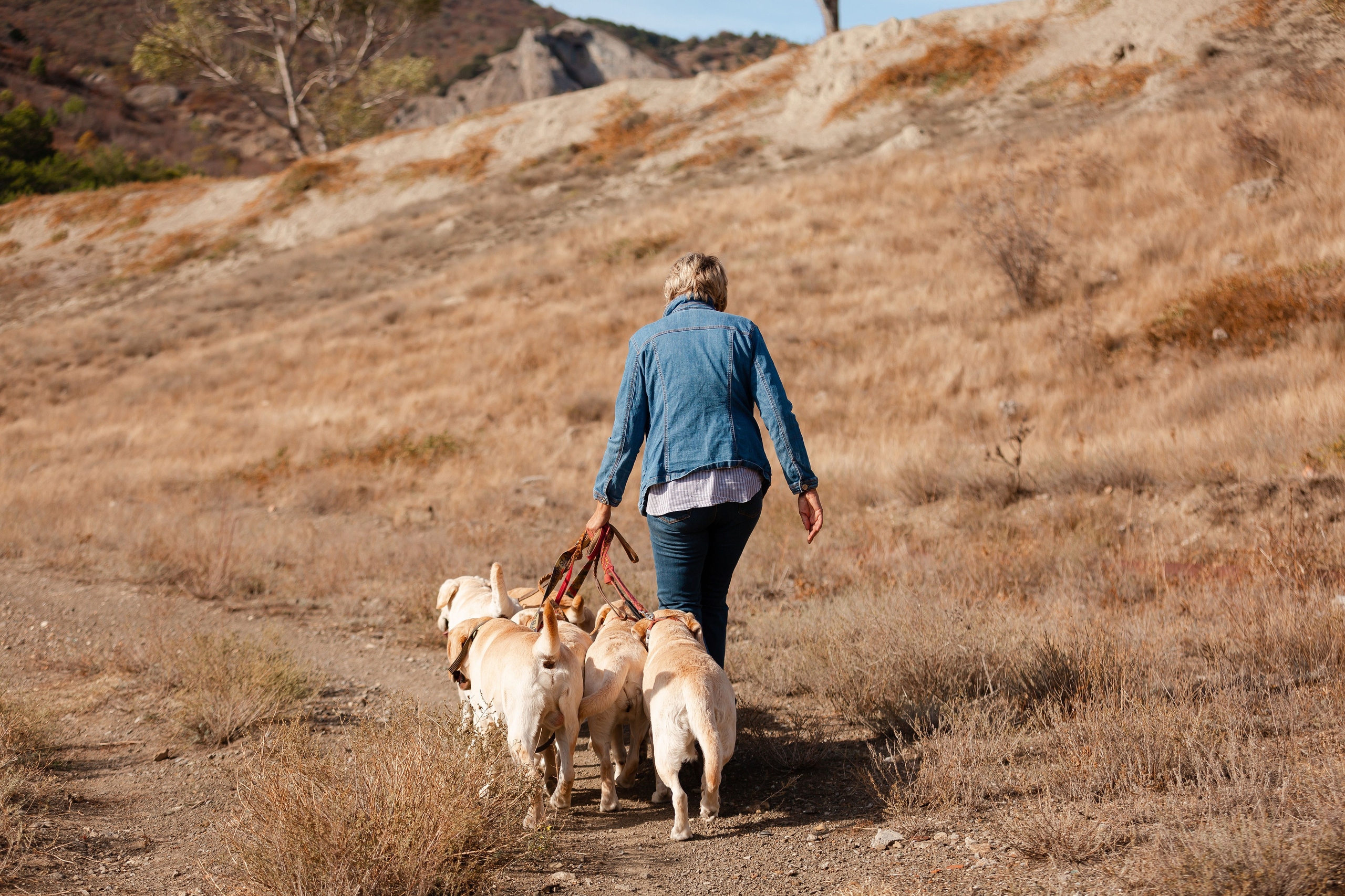 Лабрадоры и горы. Фотограф-анималист в Краснодаре Маша Мельникова