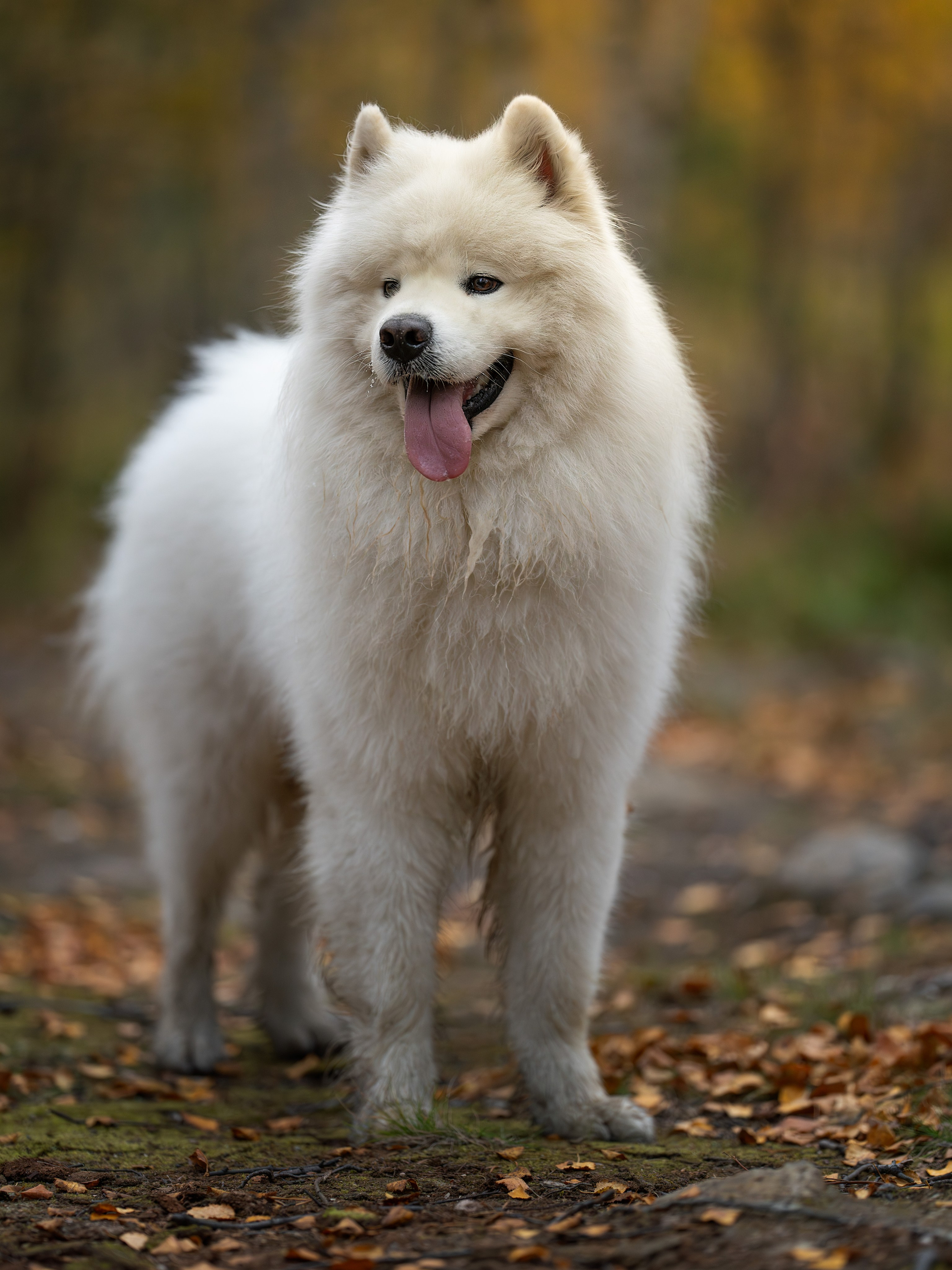 Самоед Олаф. Главная