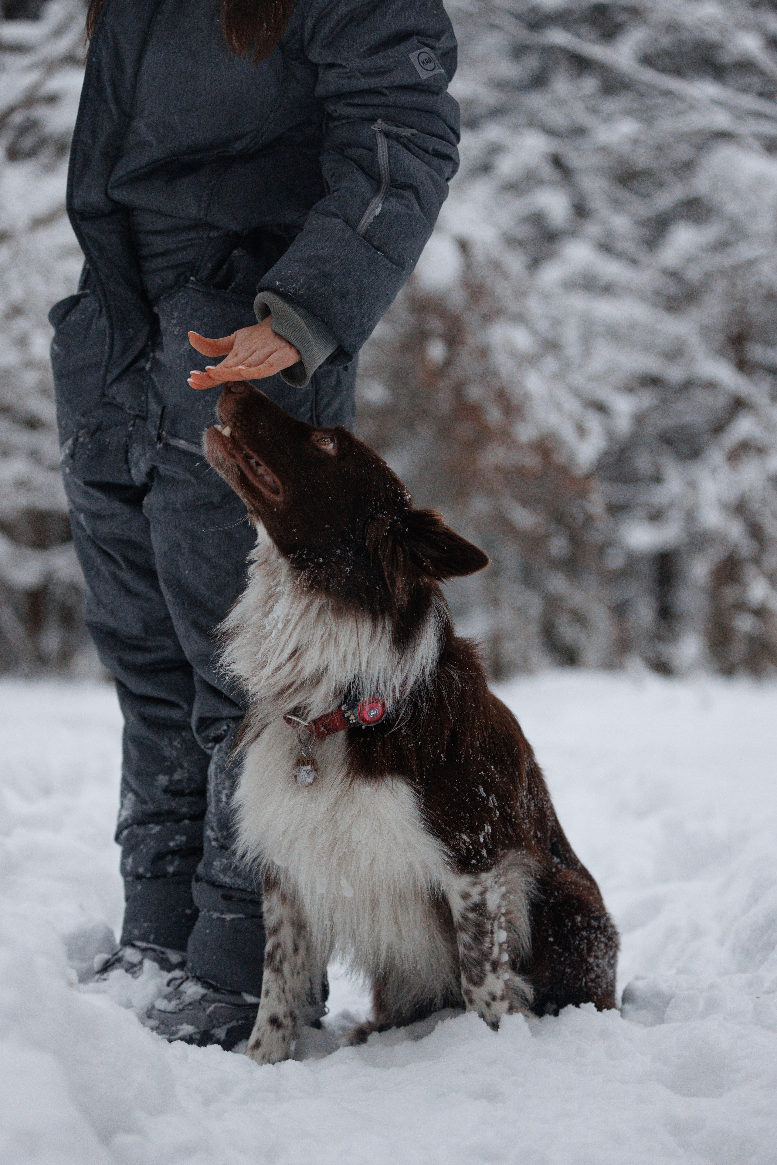 Даша и компания. Фотограф анималист Кристина Карпова, Москва