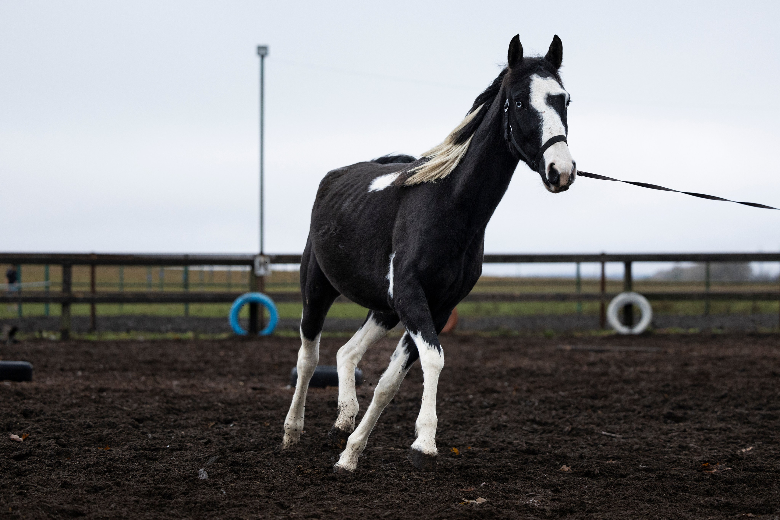 Дракарис и Кейси. Фотограф-анималист Анна Маринич