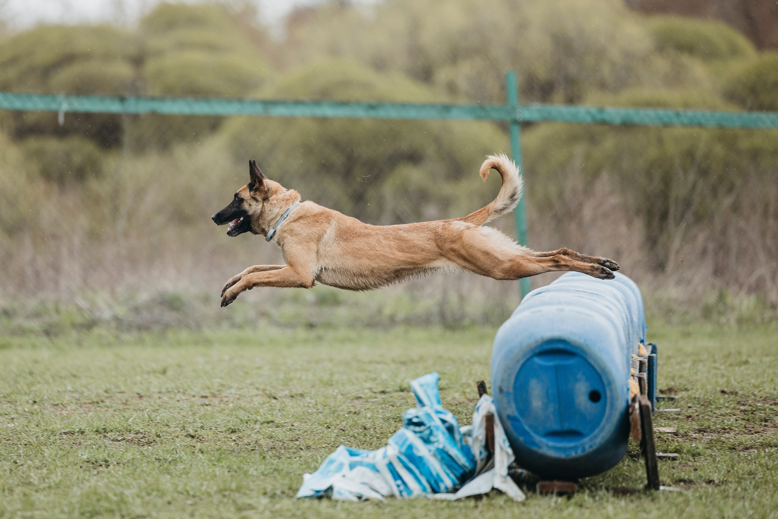 09.05.25 Вологда соревнования. Фотограф-анималист Анна Маринич