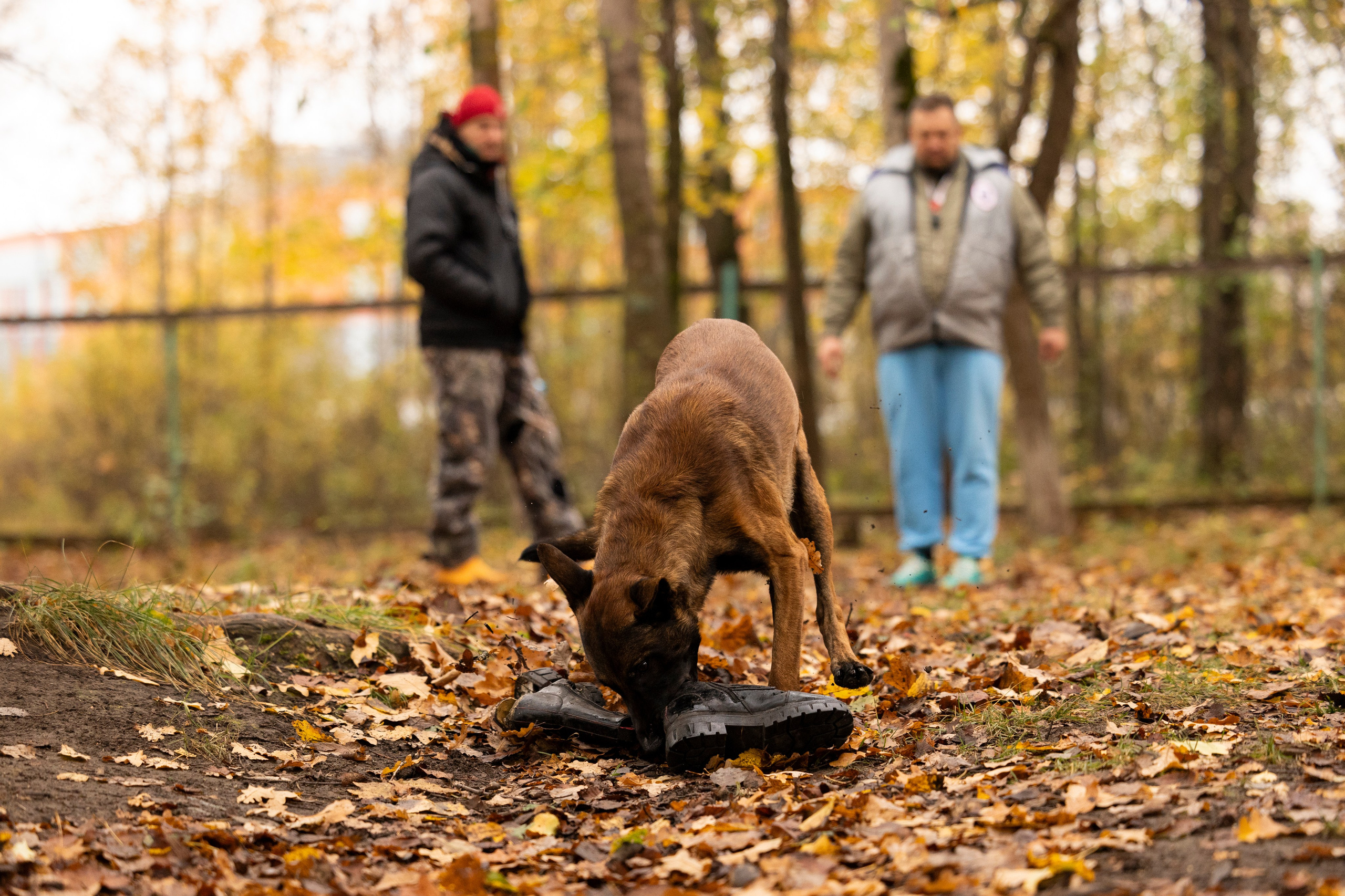 Соревнования по Мондьорингу г. Вологда. Фотограф-анималист Анна Маринич