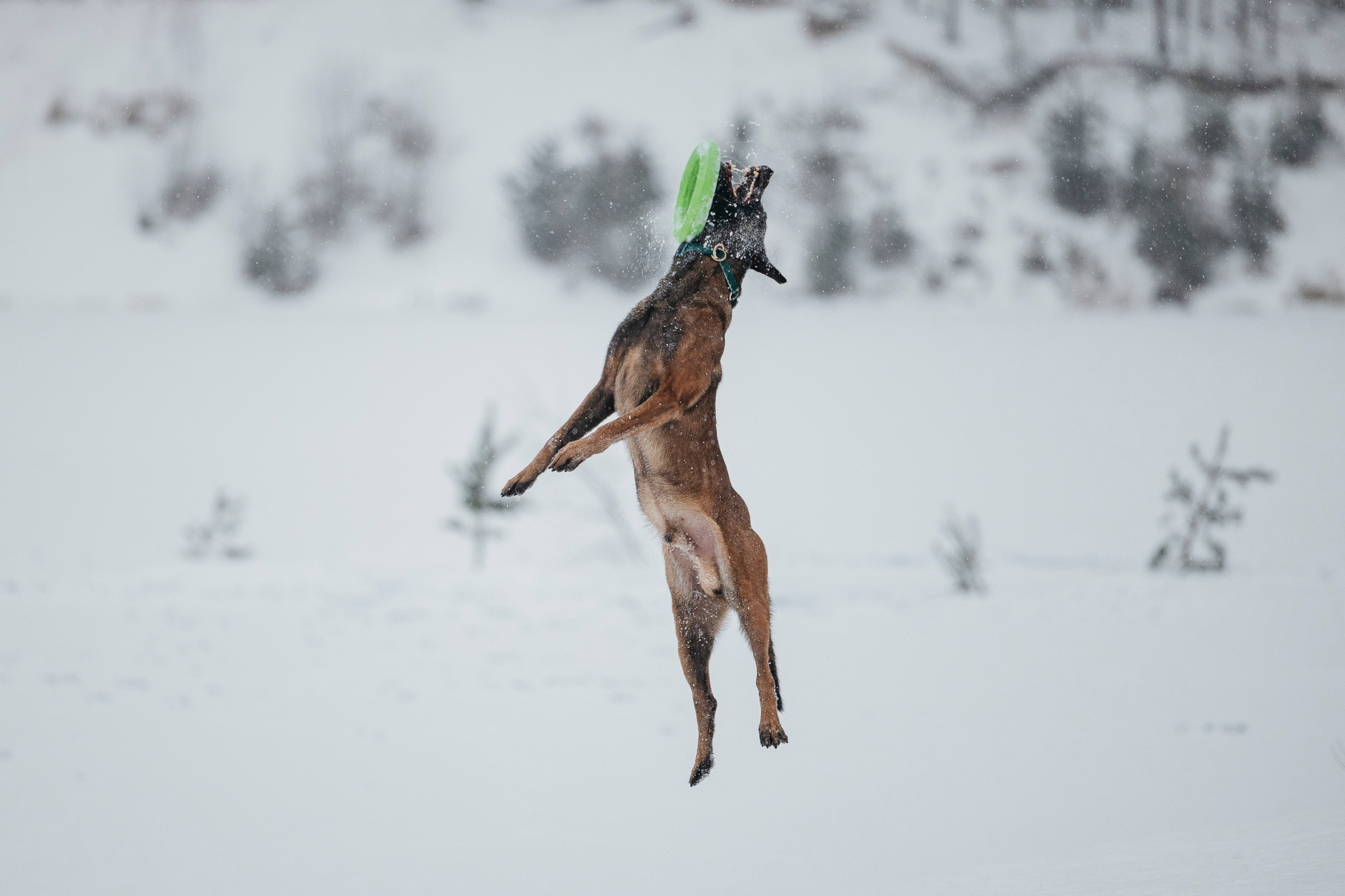Карьер. Фотограф-анималист Анна Маринич