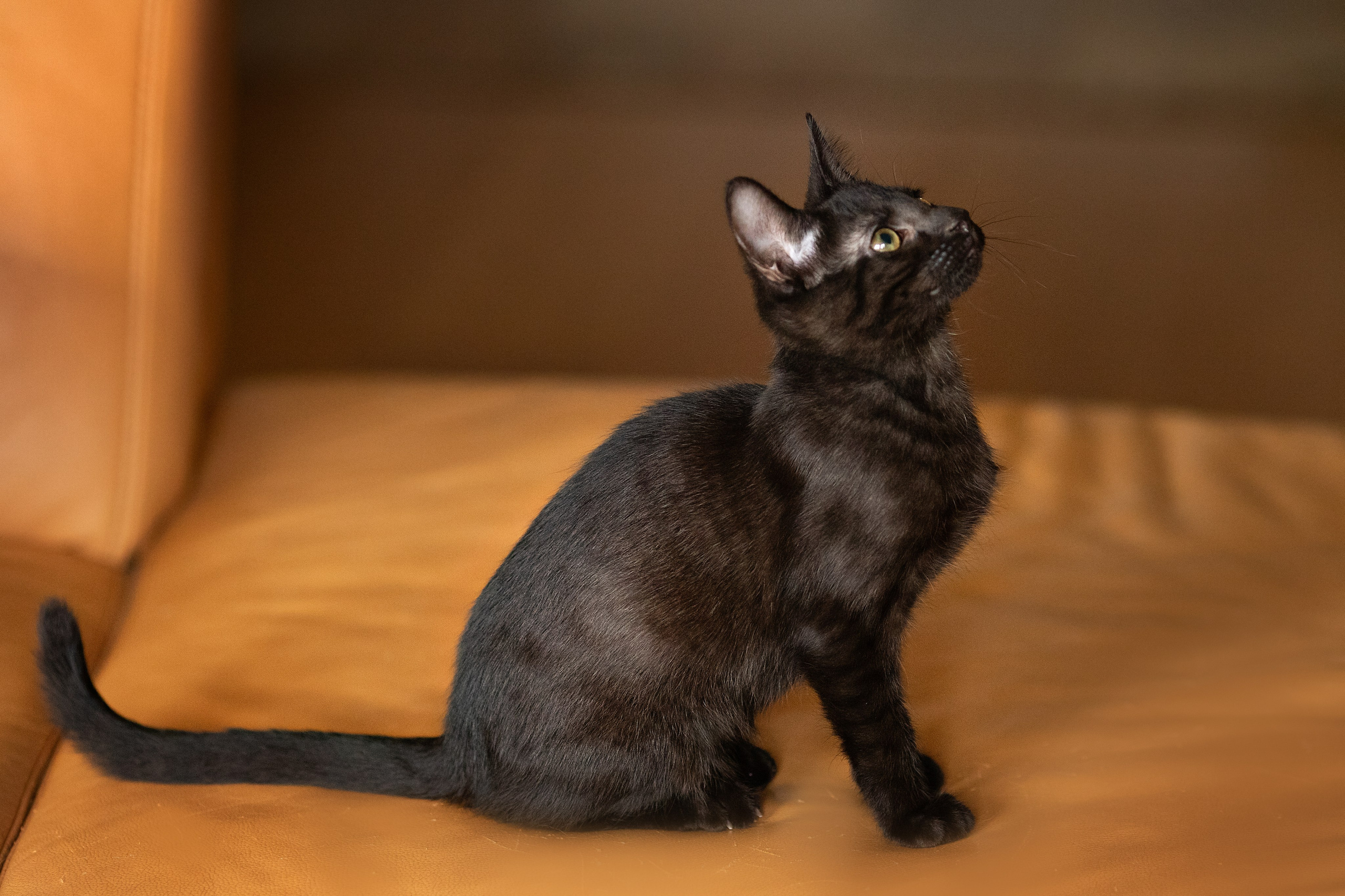 Котята в добрые руки. Арт фотограф в Минске Анастасия Корбут