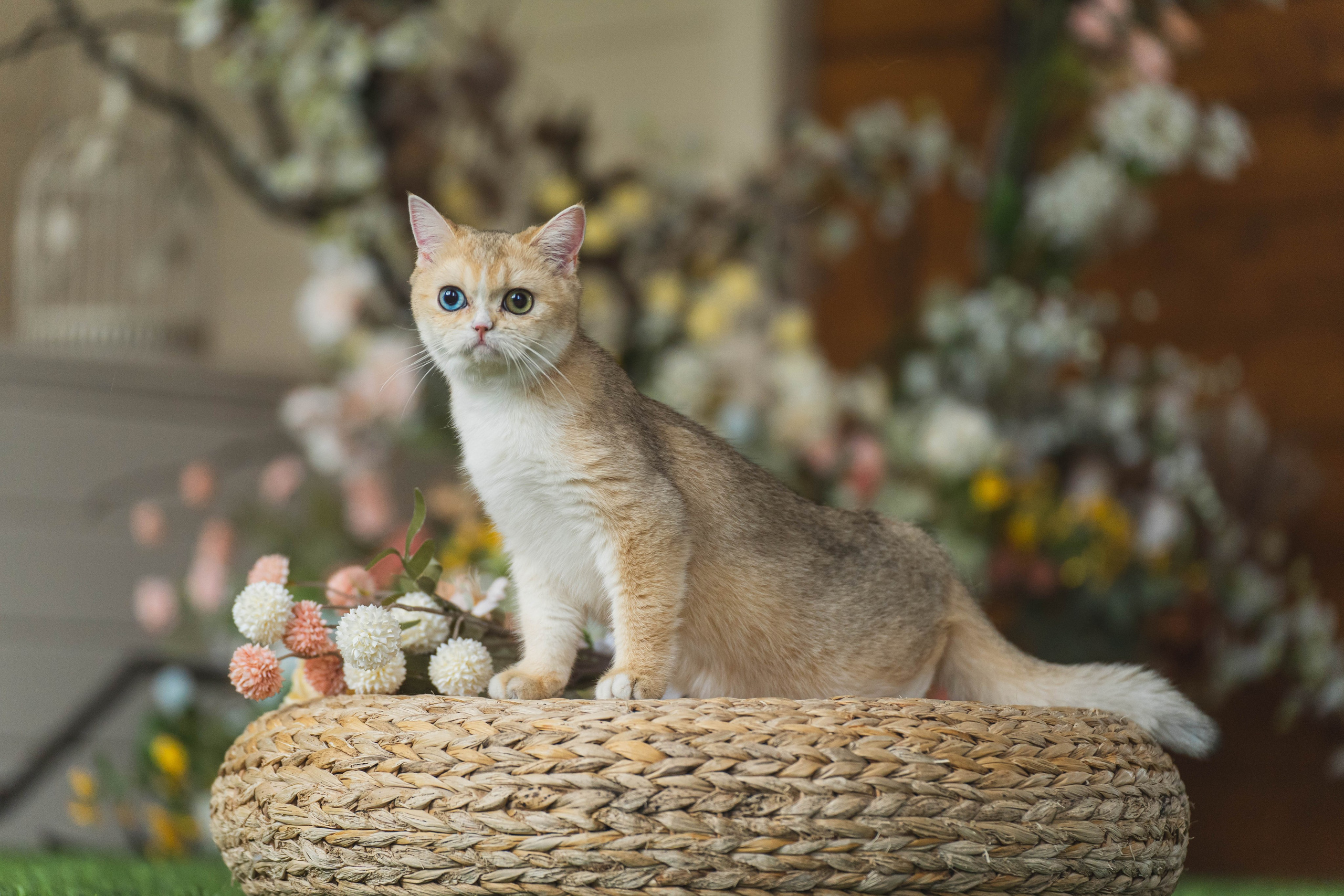 Питомник Шотландских кошек. Фотограф в Москве Ленарская Дарья