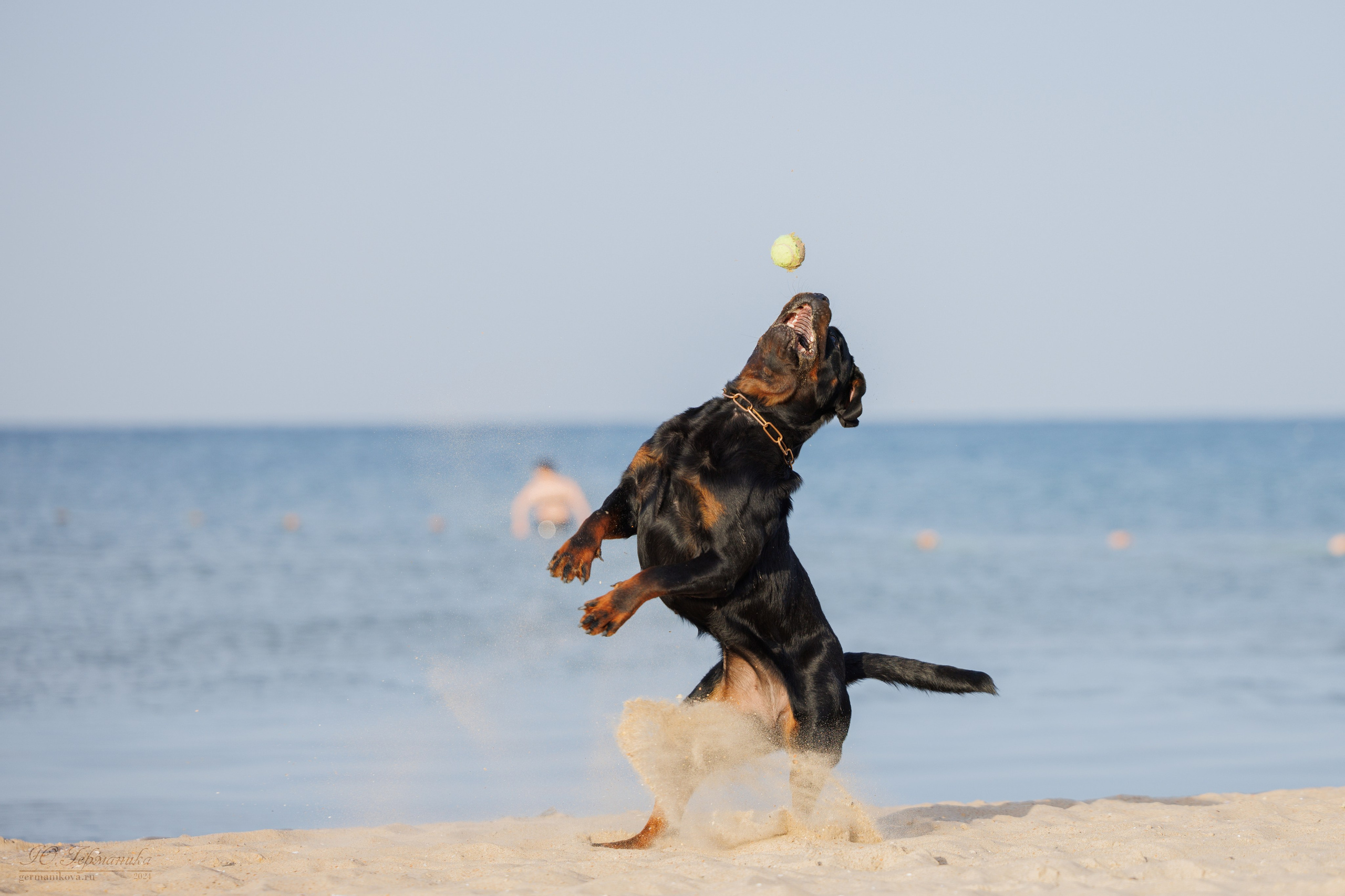 Свободная съемка. Фотограф-анималист Юлия Германика