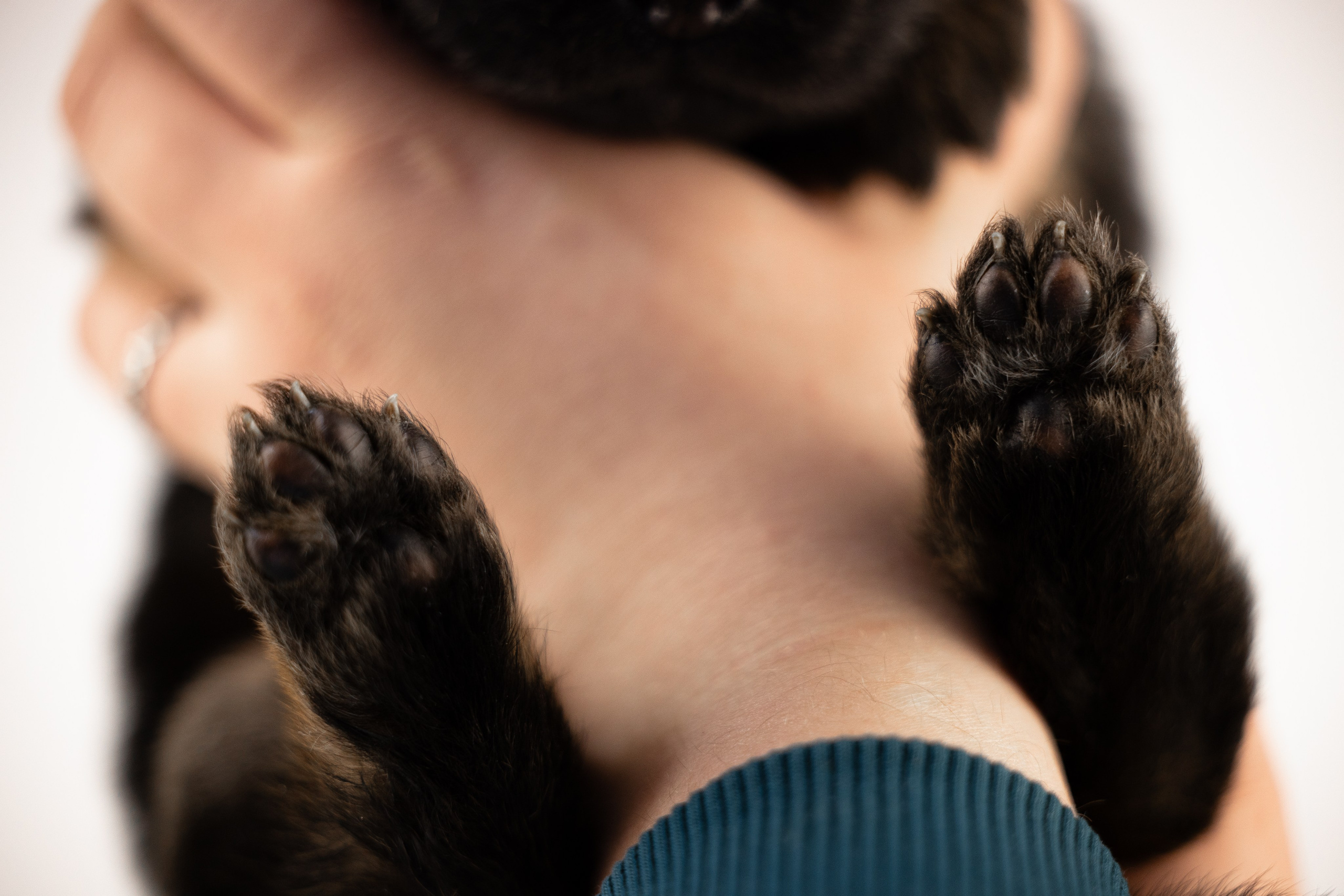 Немецкая овчарка. Фотограф и видеограф анималист Аганина Дарья