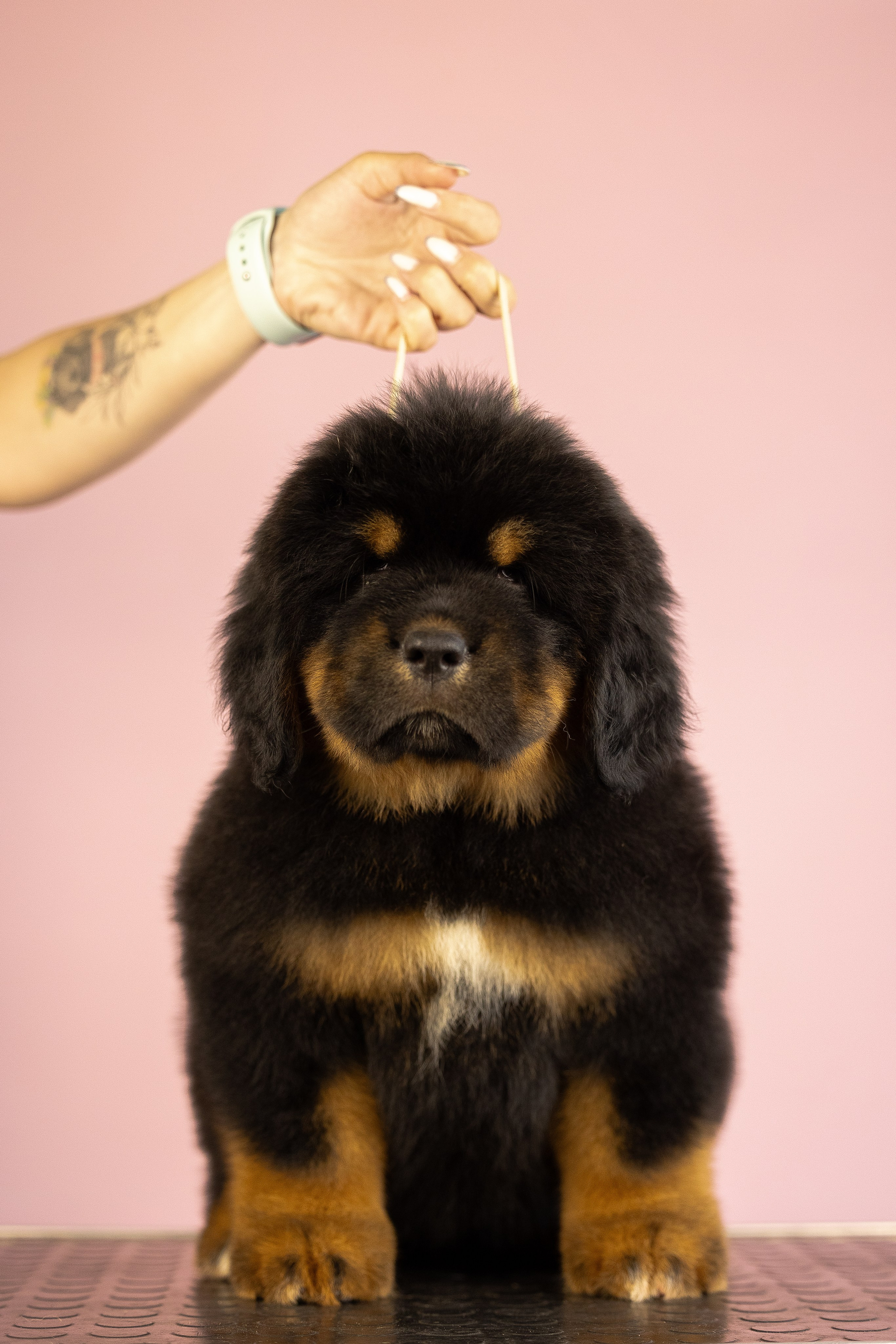 Тибетский мастиф. Фотограф и видеограф анималист Аганина Дарья