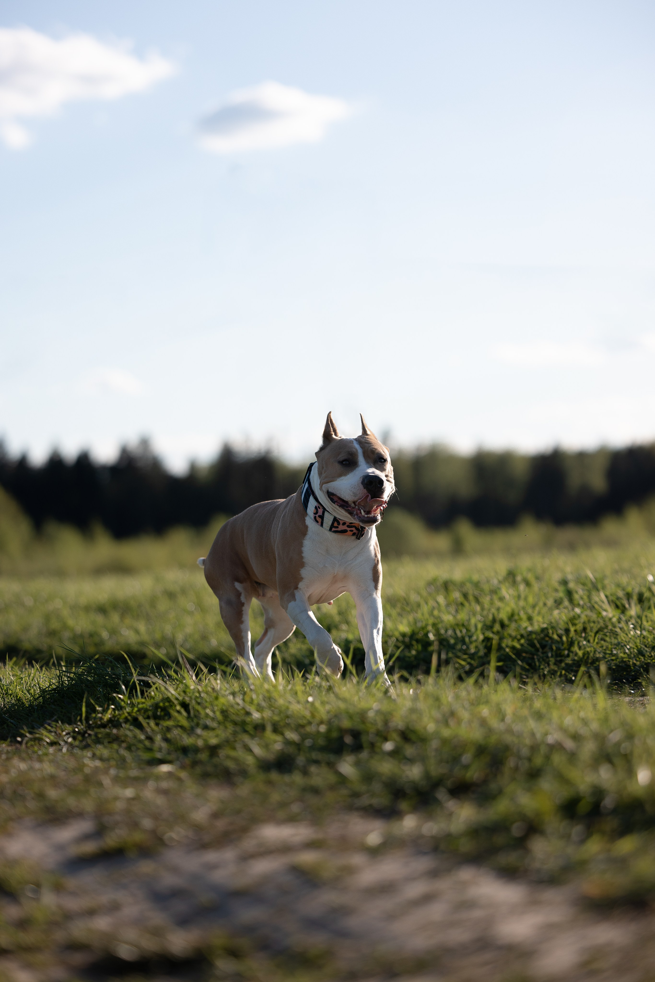 Шуня и ее семья. Фотограф и видеограф анималист Аганина Дарья