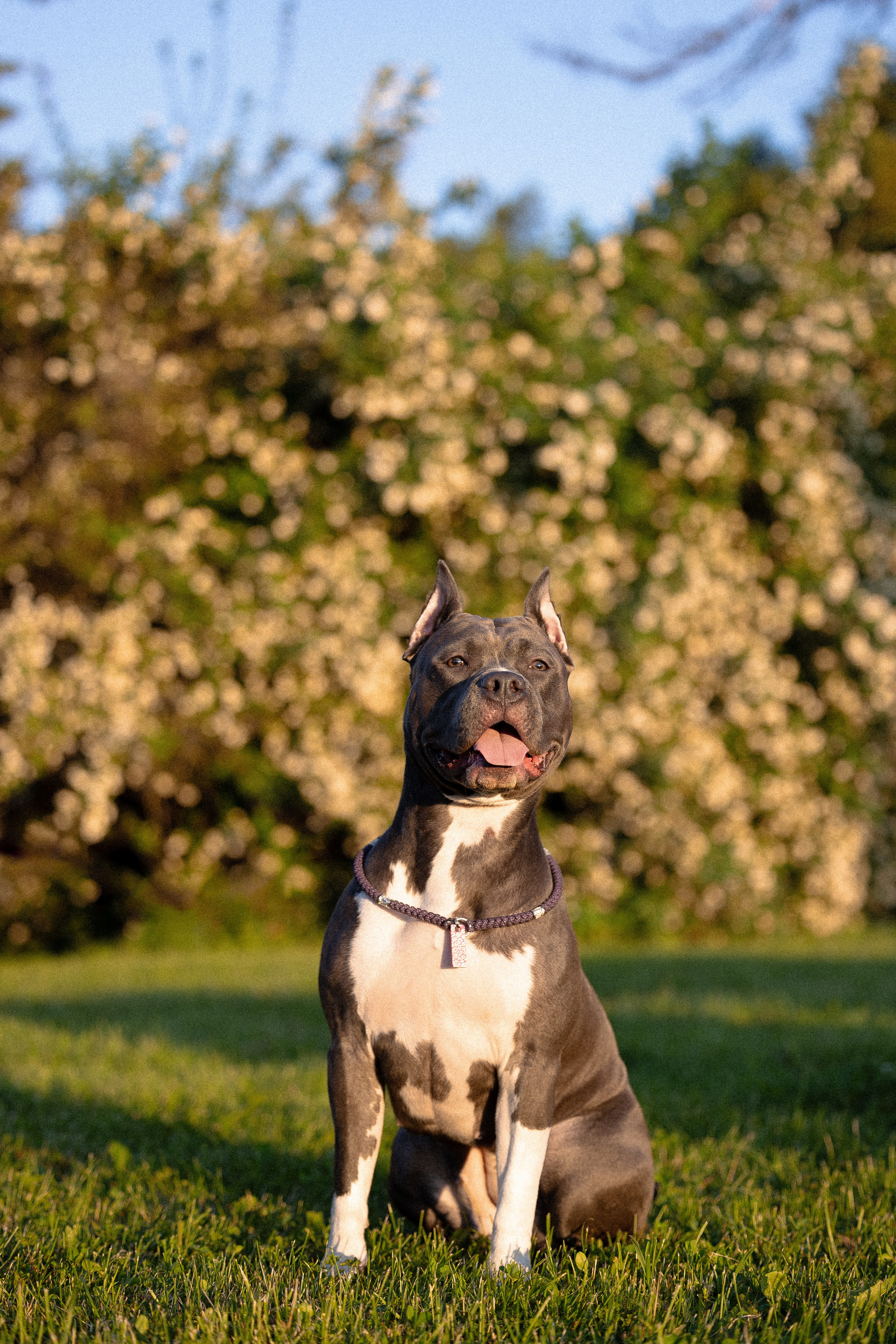 Катя, Леша, Лея и Трой. Фотограф и видеограф анималист Аганина Дарья