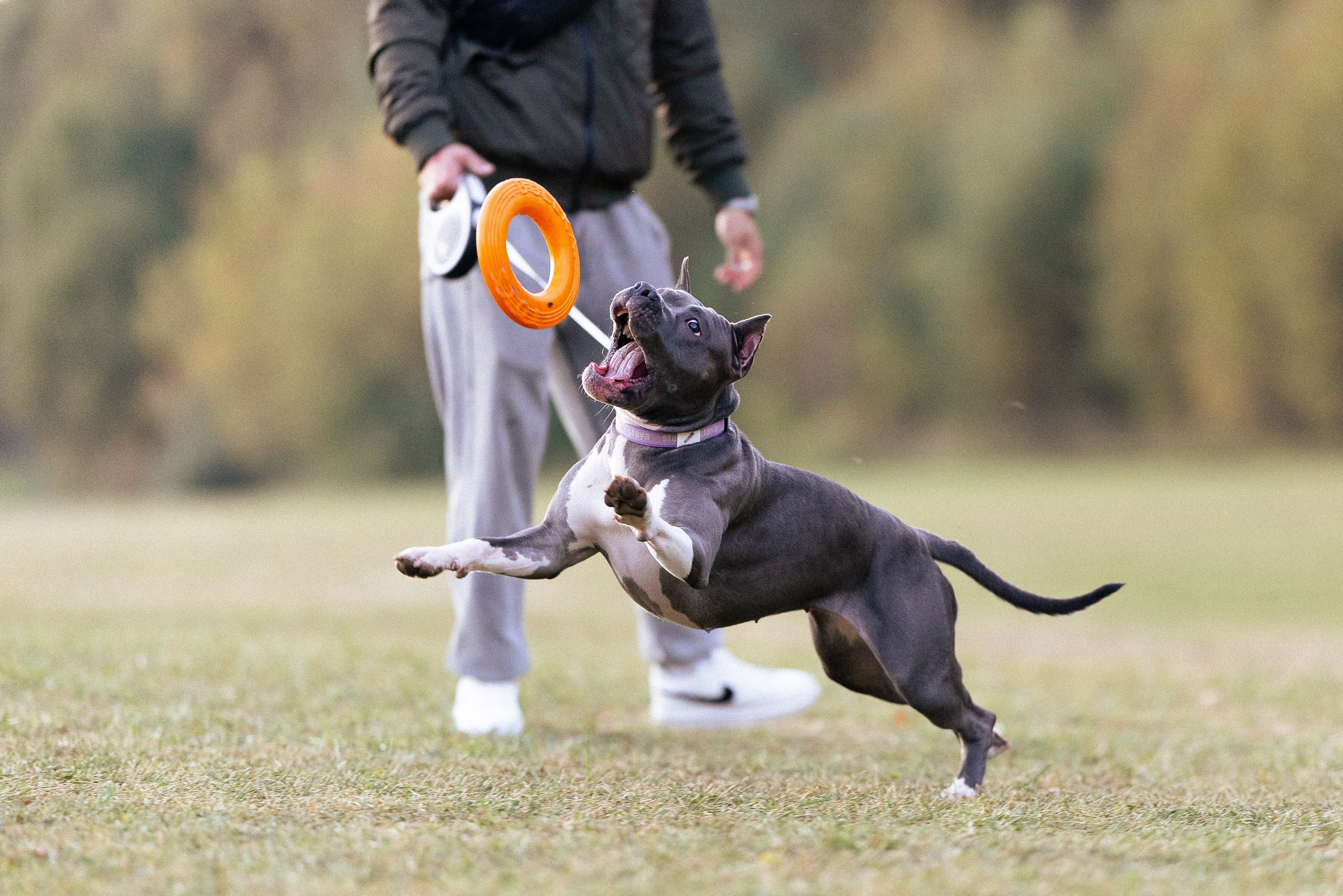 Катя, Леша, Лея и Трой. Фотограф и видеограф анималист Аганина Дарья