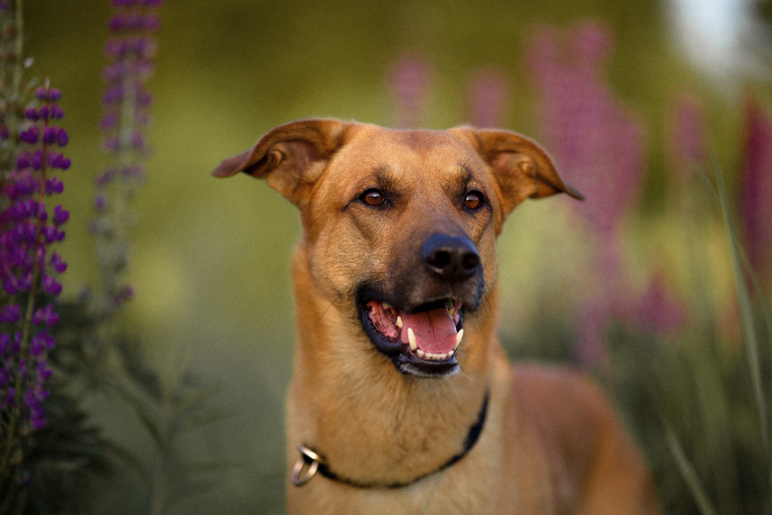 Тео и Гуччи. Фотограф и видеограф анималист Аганина Дарья