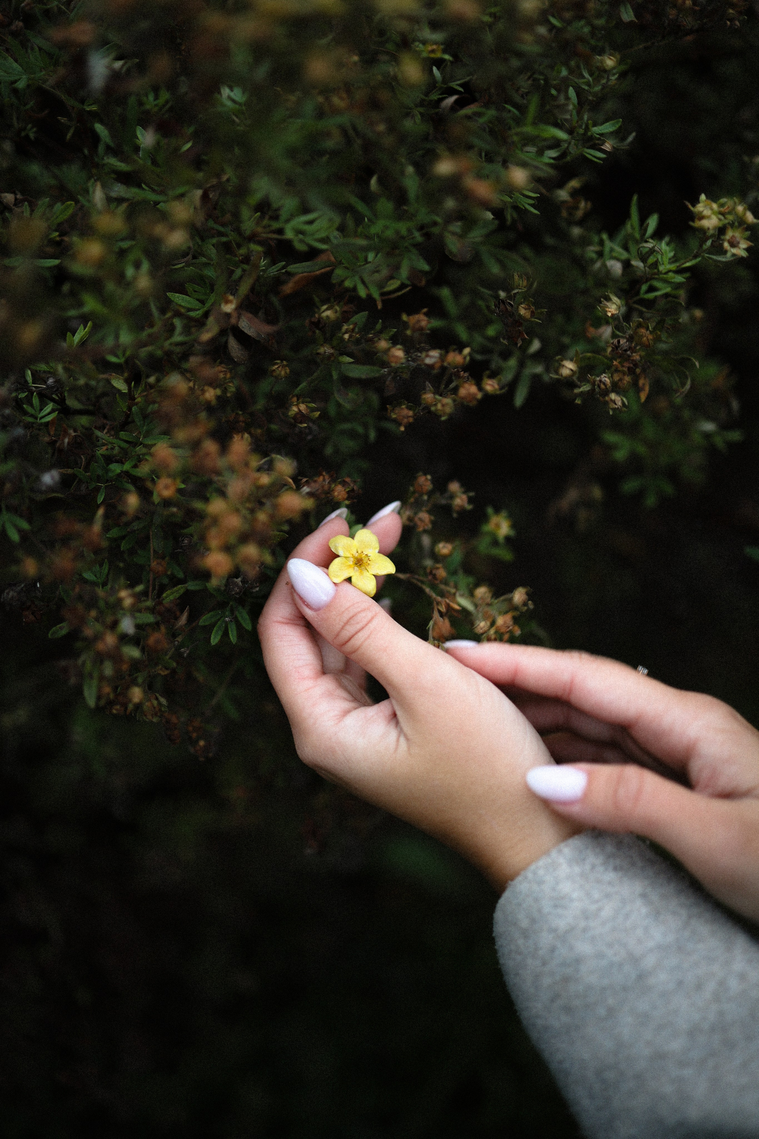 Varya. Главная