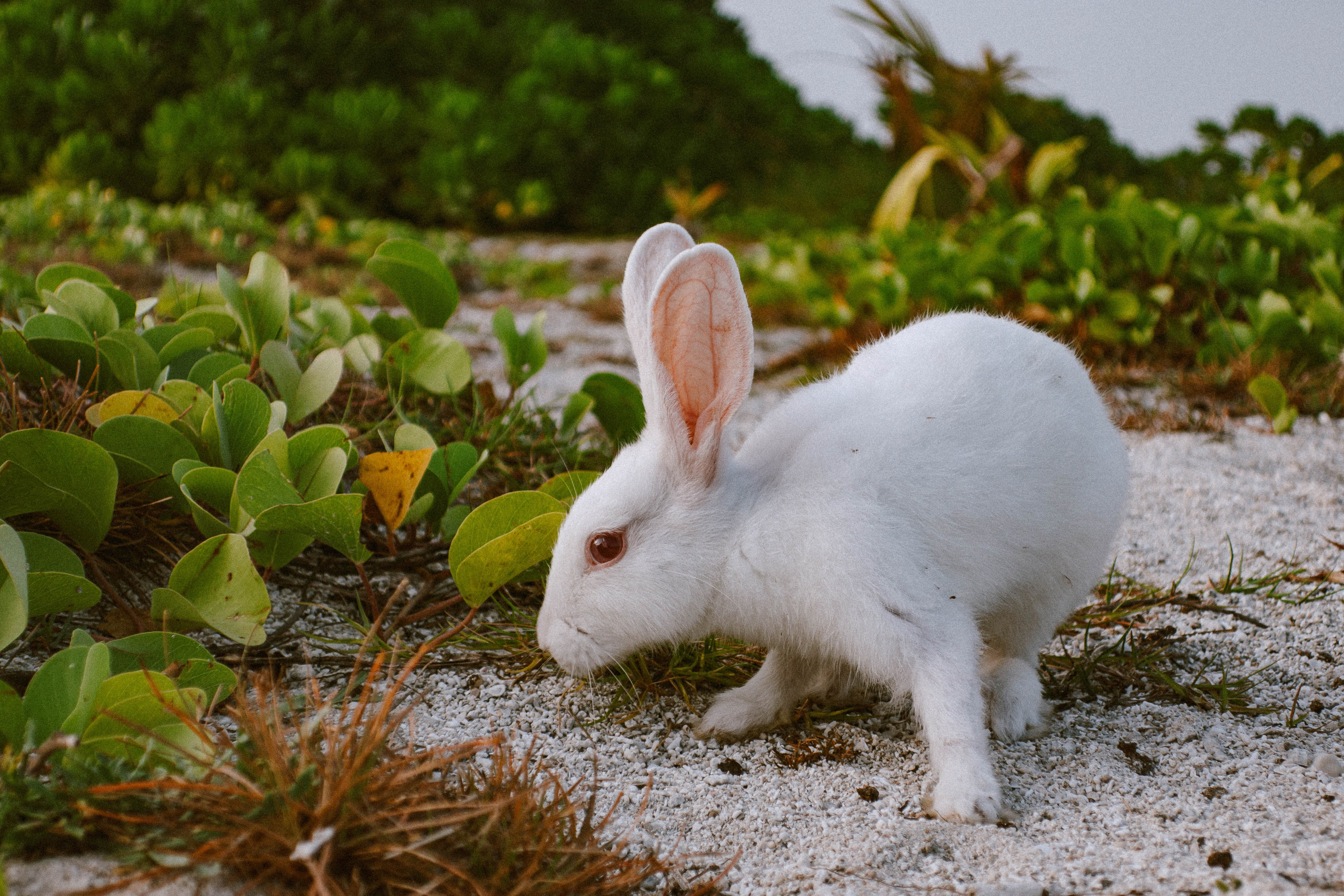О.Тулусду. Мальдивы. Фотограф Светлана Голицына