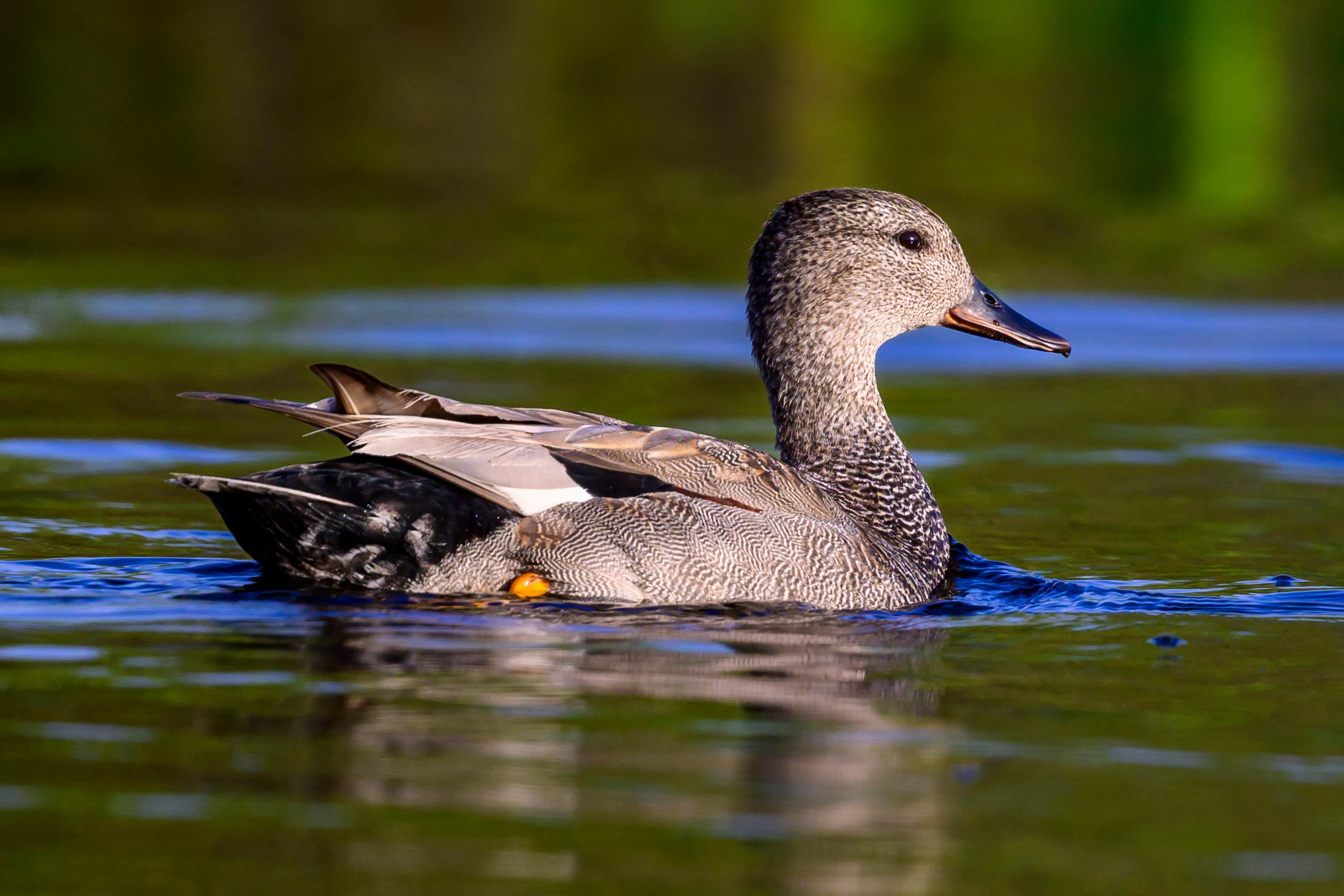 Черношейная поганка. Wildlife photography by Sergey Puponin