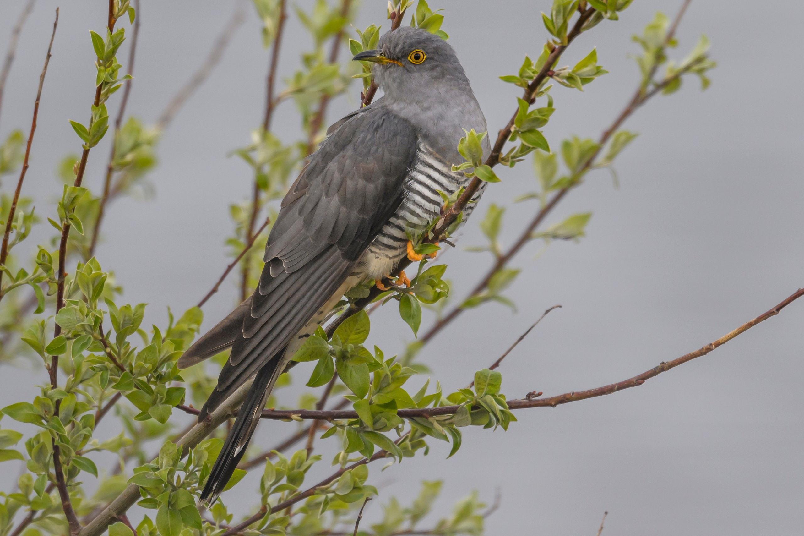 После снегопада. Wildlife photography by Sergey Puponin