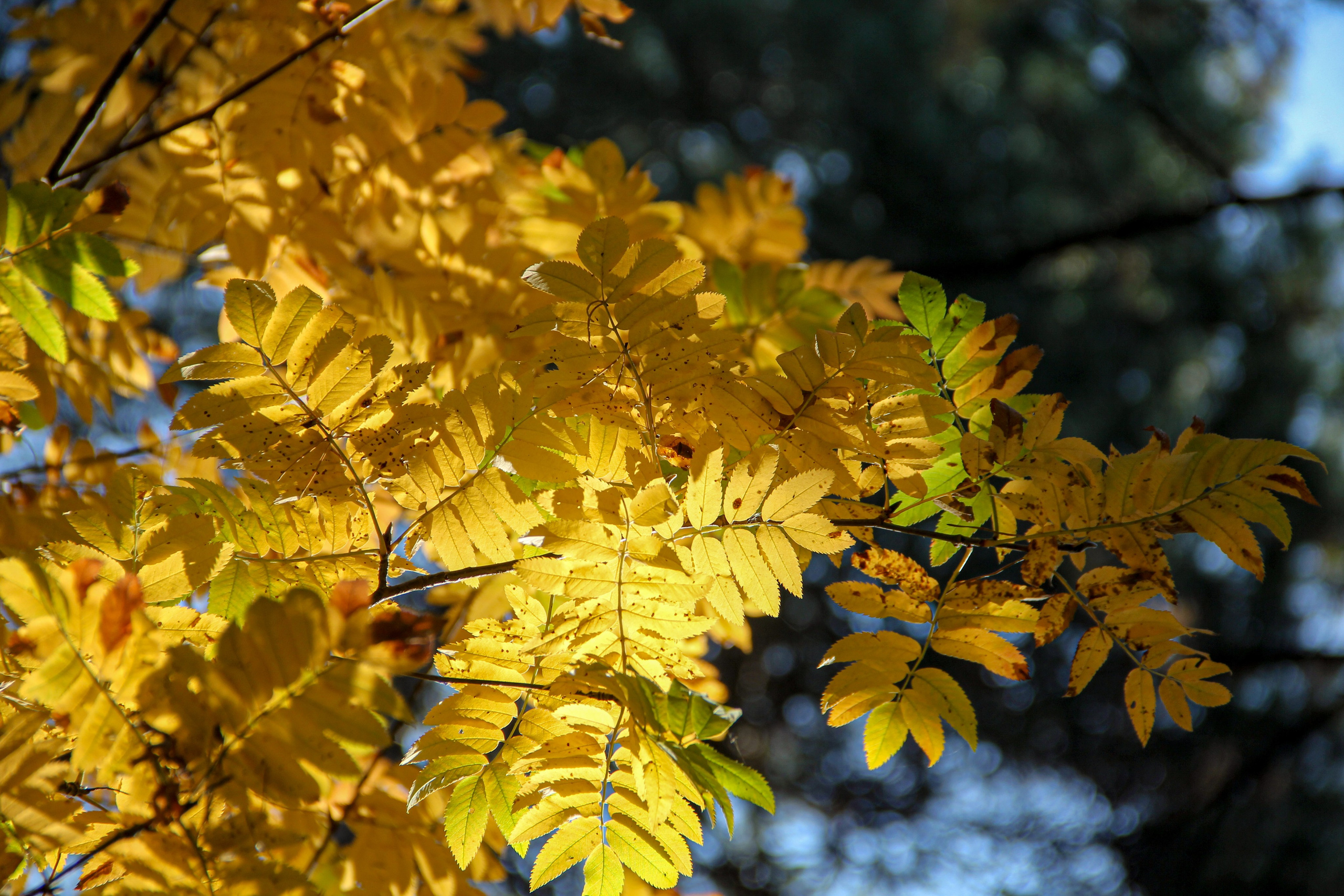 Осень. Ваш фотограф Северск | Томск