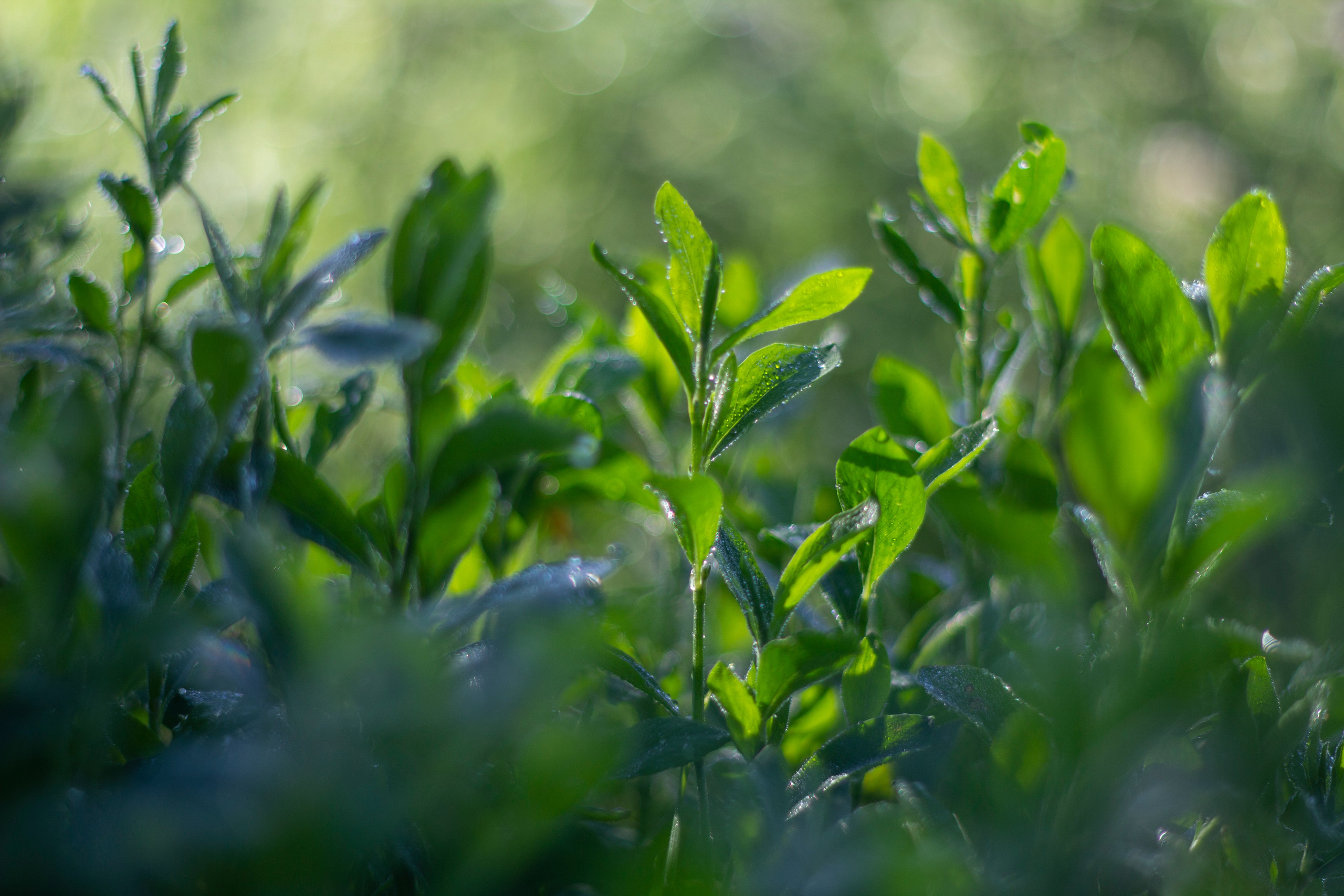 Лето. Ваш фотограф Северск | Томск