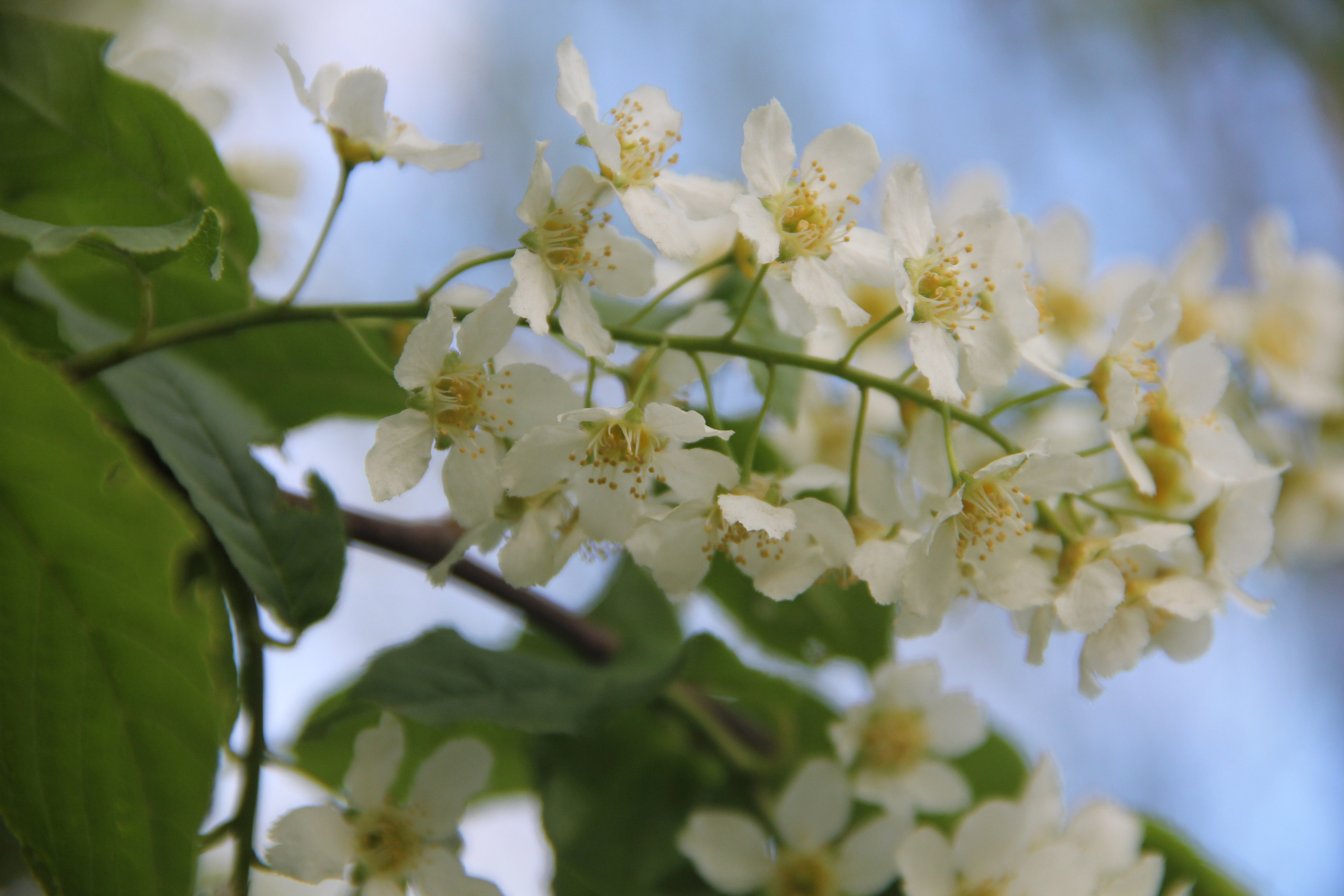Весна. Ваш фотограф Северск | Томск