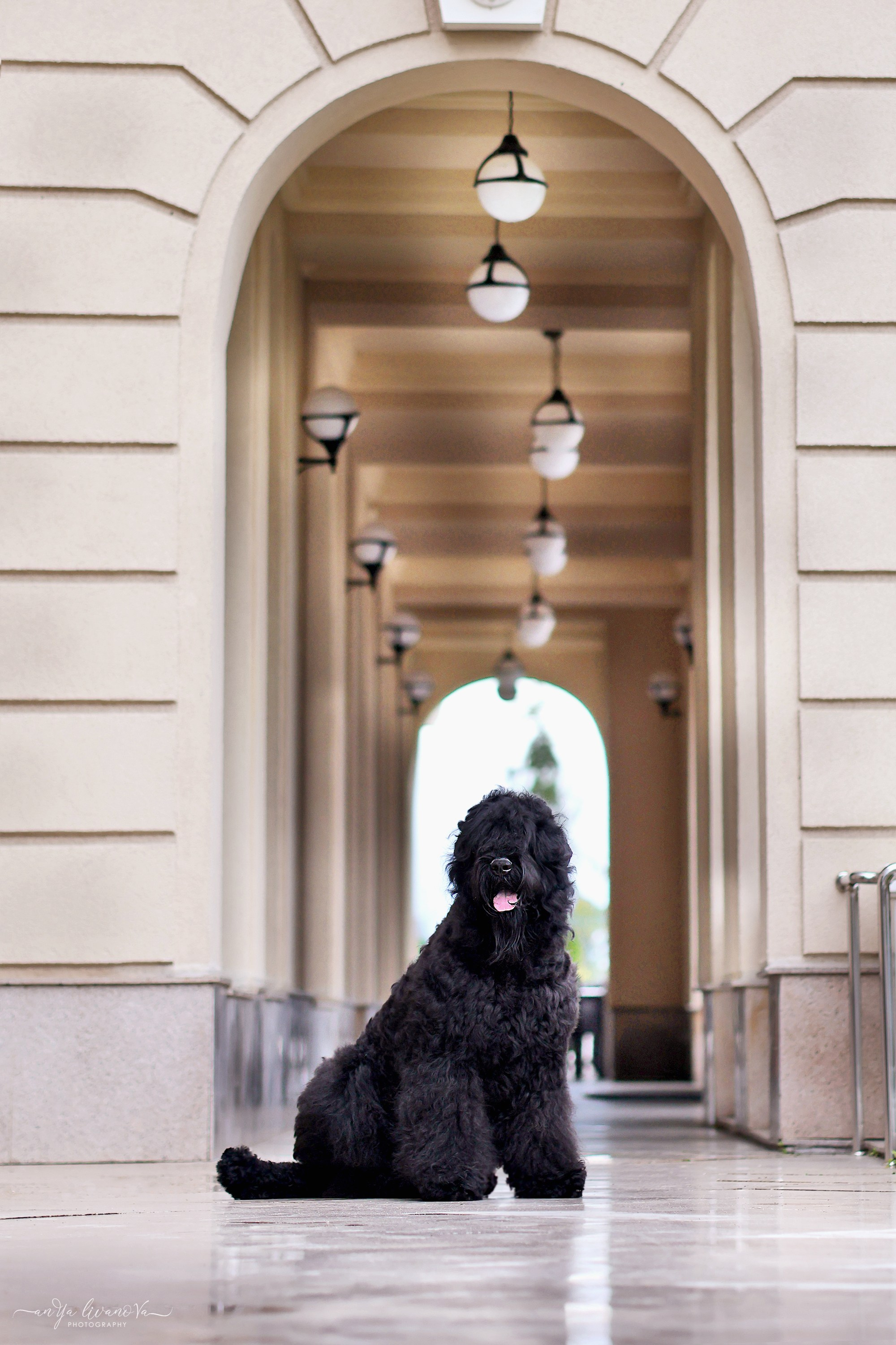 РЧТ. Фотограф анималист Аня Ливанова | Рыбинск
