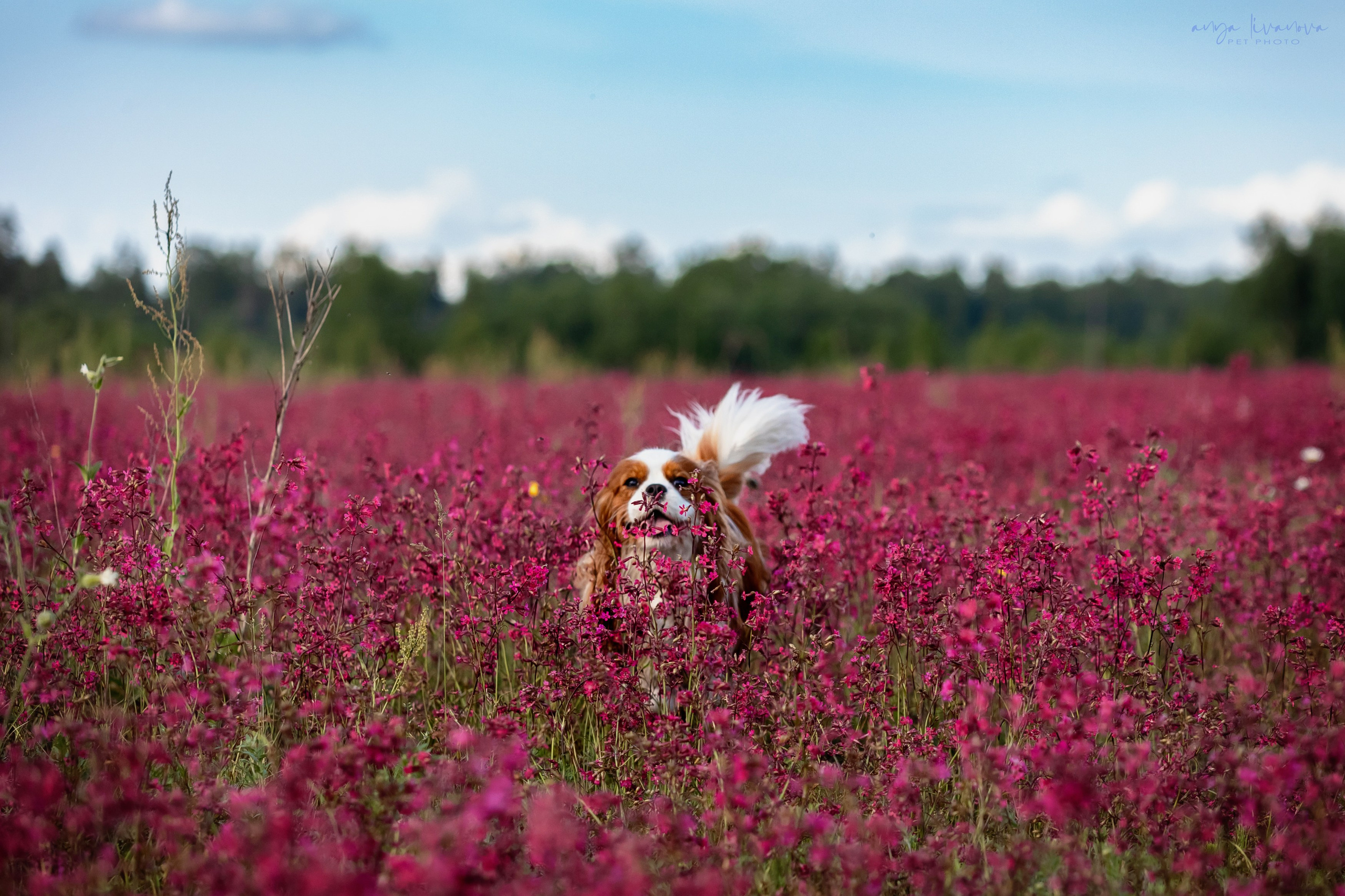 Смолка клейкая. Фотограф анималист Аня Ливанова | Рыбинск