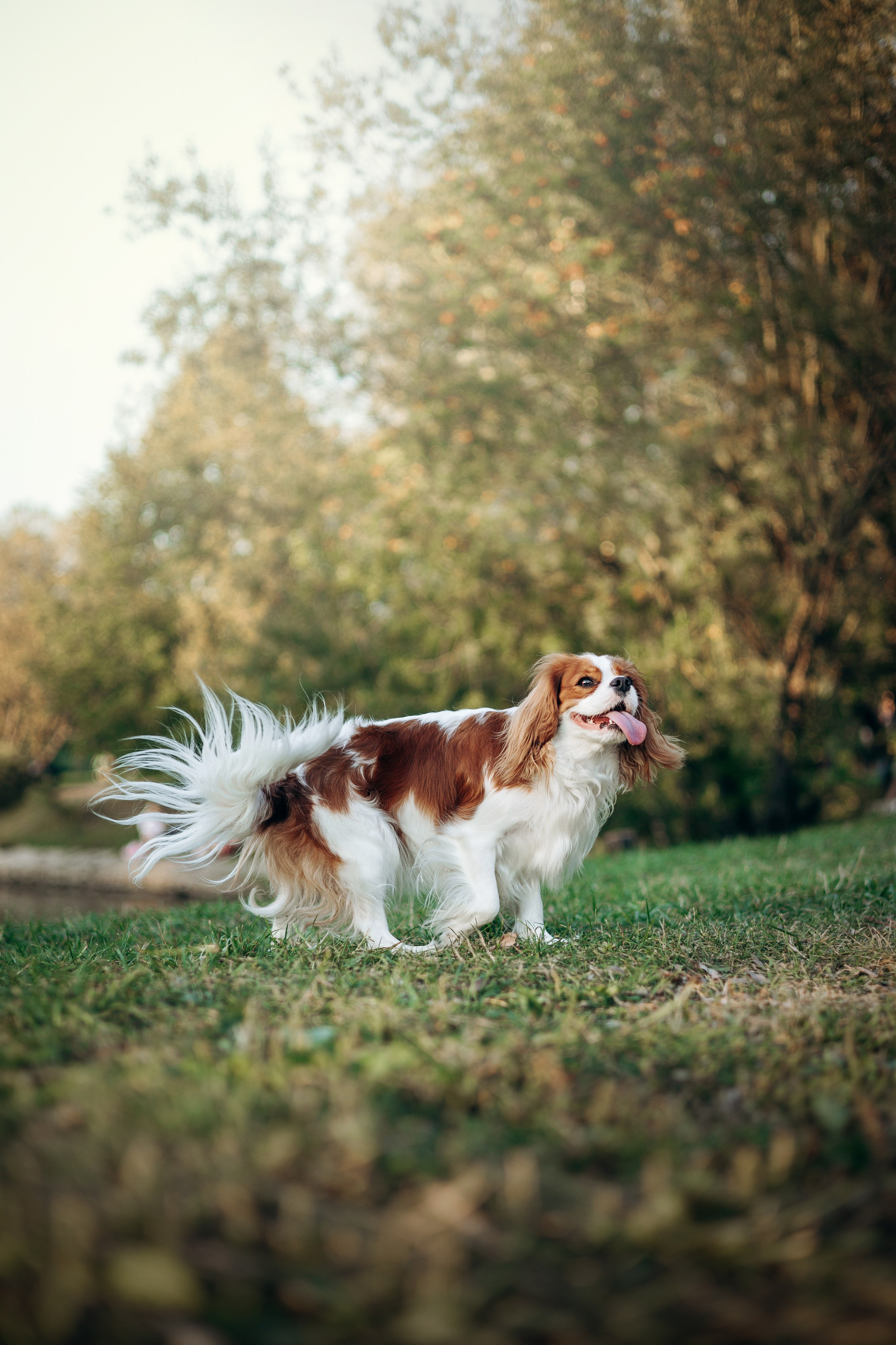 Юлия и Мия. Фотограф — Анималист | Санкт-Петербург