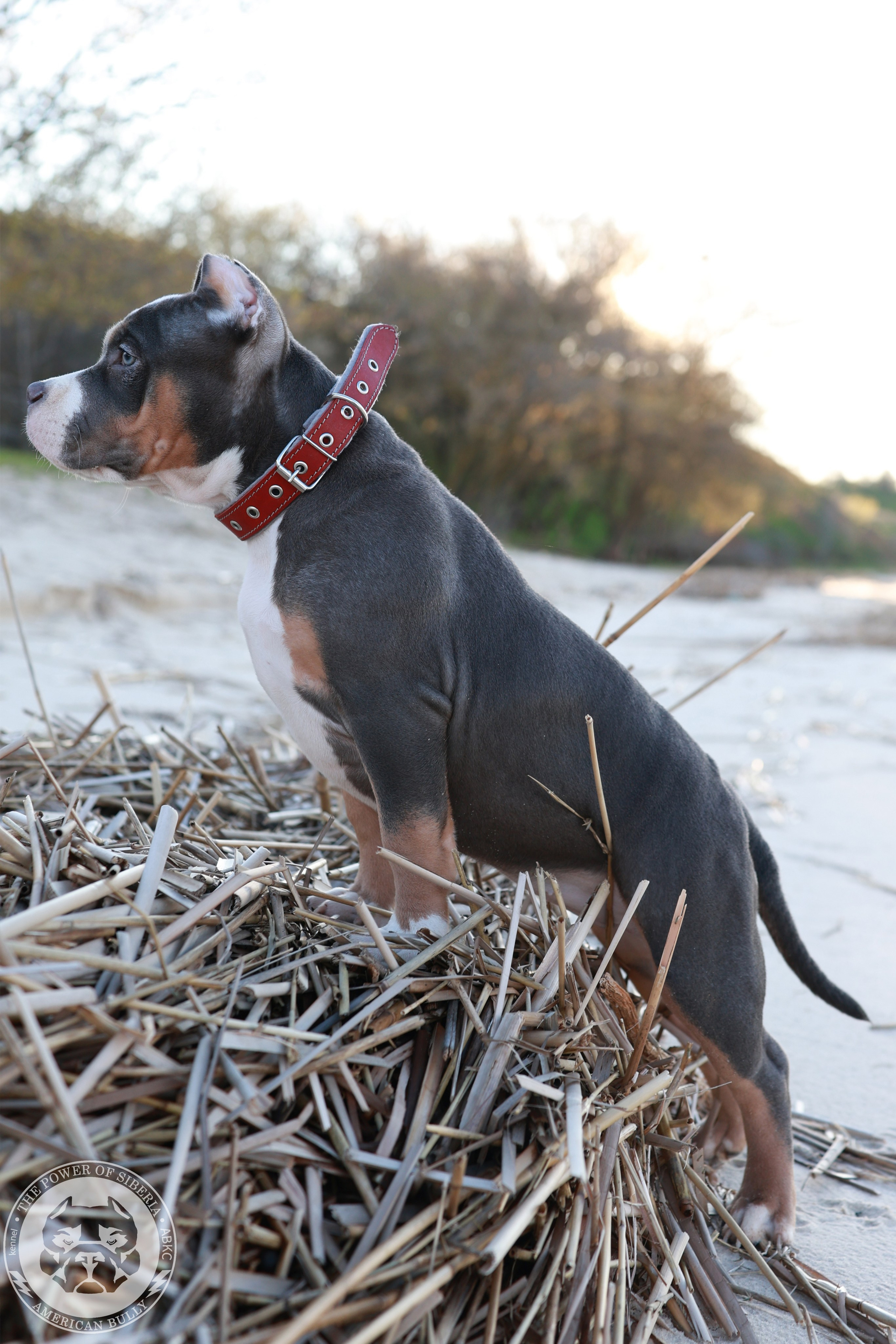 13.12.25-Мия-Турук. Американский Булли в г. Ростов-на-Дону. Питомник THE POWER OF SIBERIA