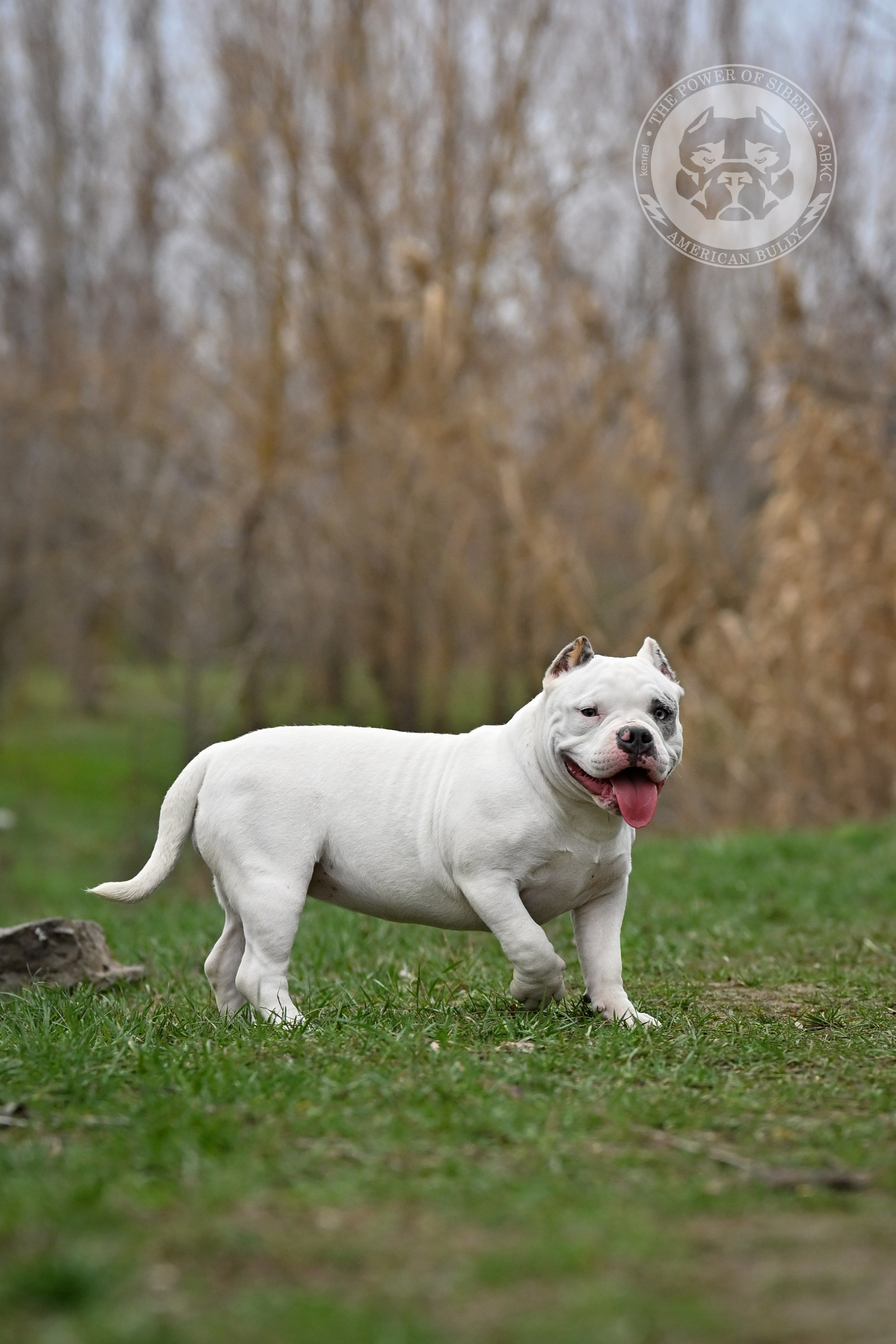THE POWER OF SIBERIA ASYA. Американский Булли в г. Ростов-на-Дону. Питомник THE POWER OF SIBERIA