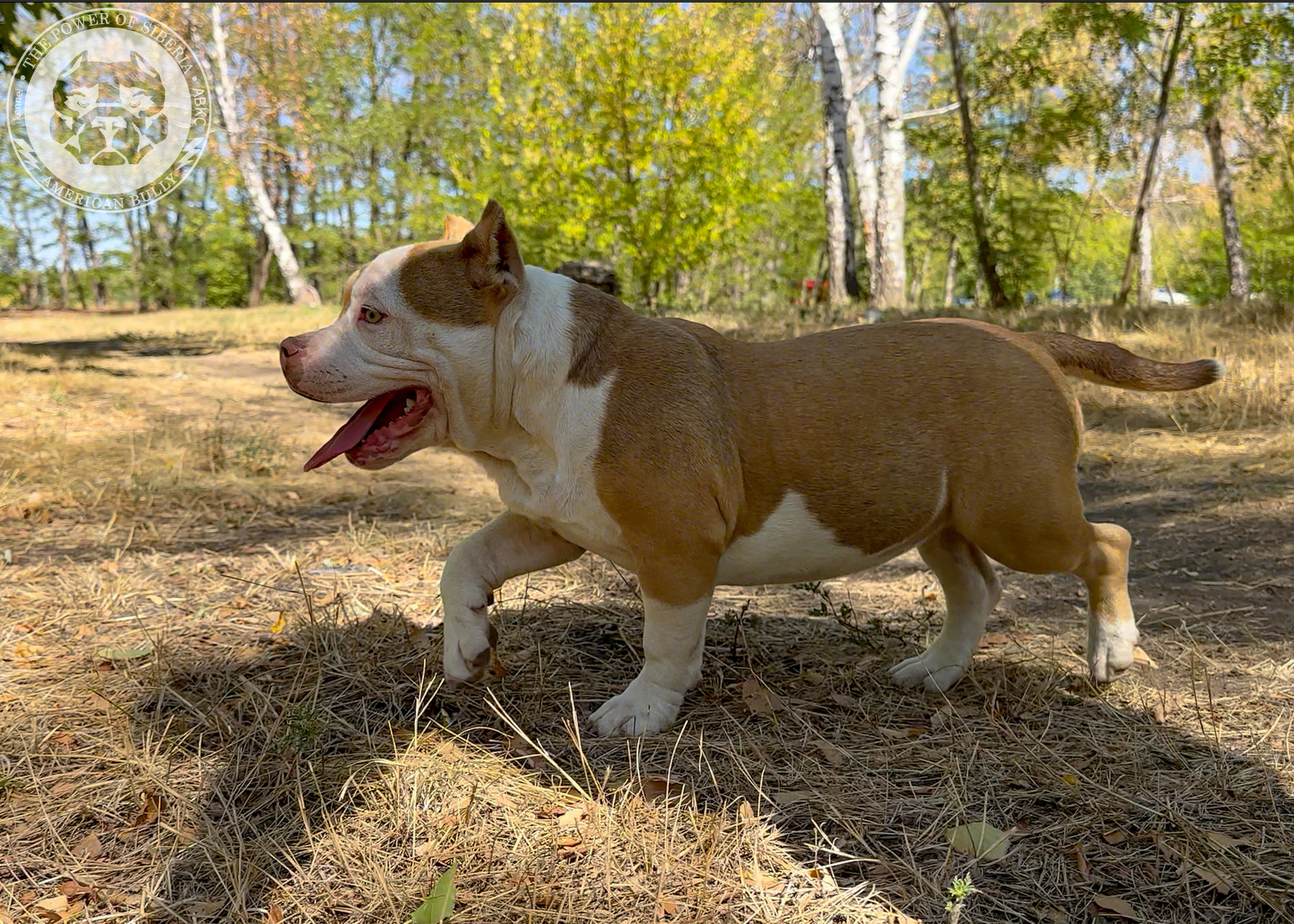 Помет Каспер и Тагира. 21.04.25. Американский Булли в г. Ростов-на-Дону. Питомник THE POWER OF SIBERIA