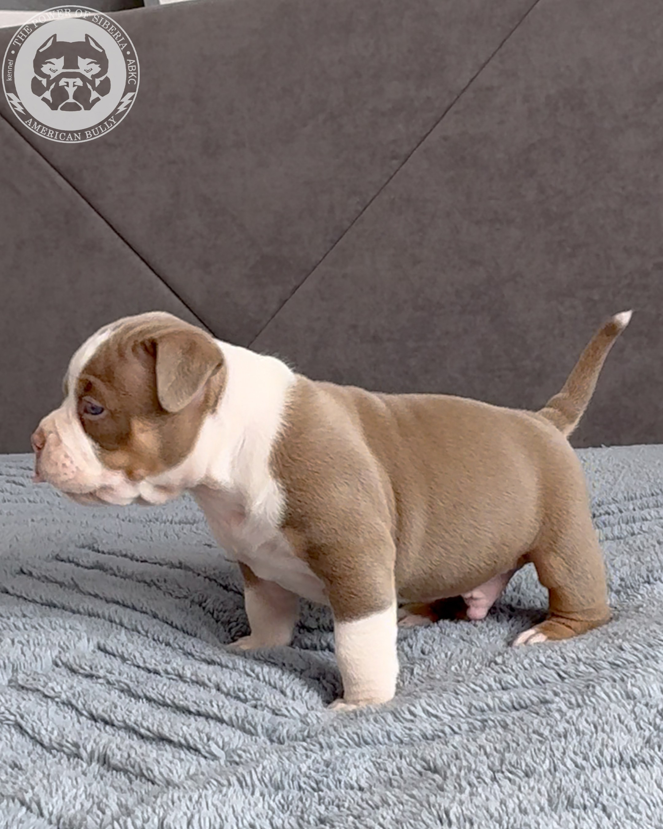 Свободные щенки Американский Булли, в типах покет, классик, стандарт. Американский Булли в г. Ростов-на-Дону. Питомник THE POWER OF SIBERIA
