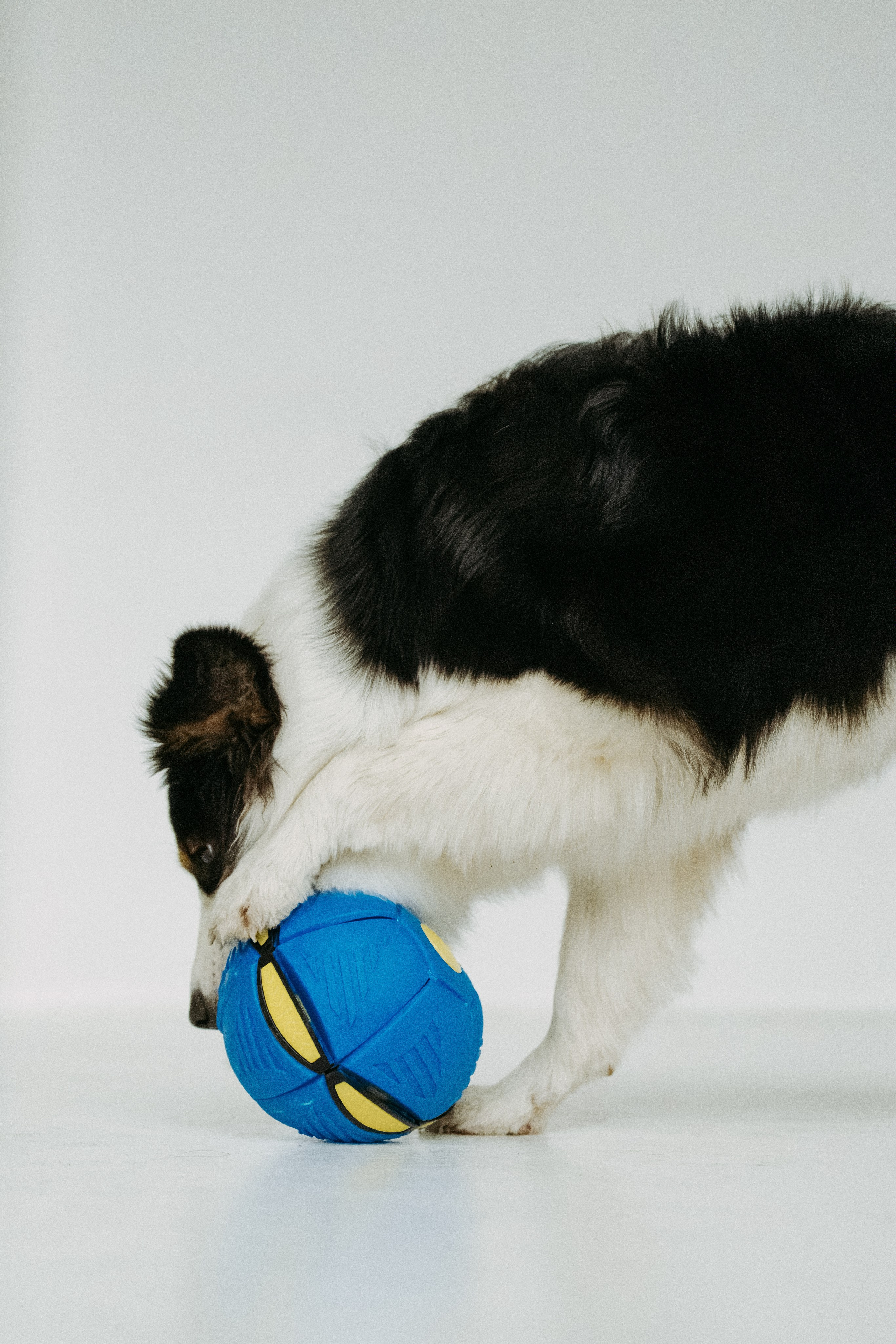 Мячи-попрыгуны. Фотораф — анималист Мария Шистка