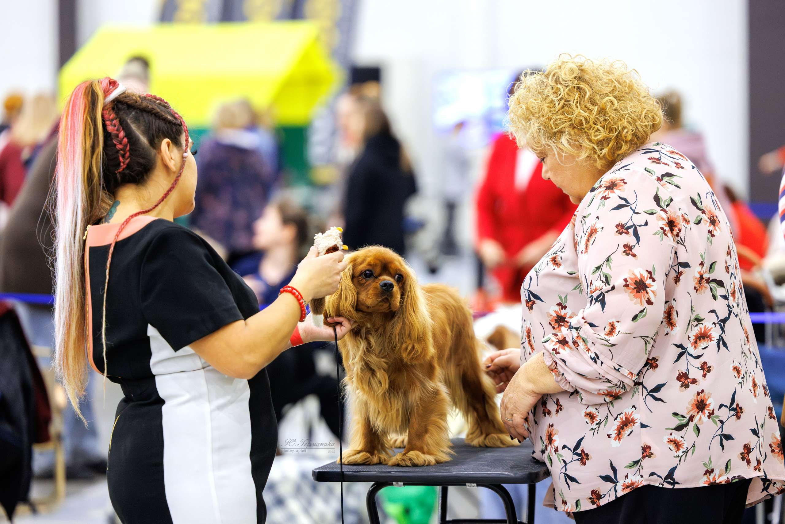 Питер 12-13.12.2025. Фотограф-анималист Юлия Германика
