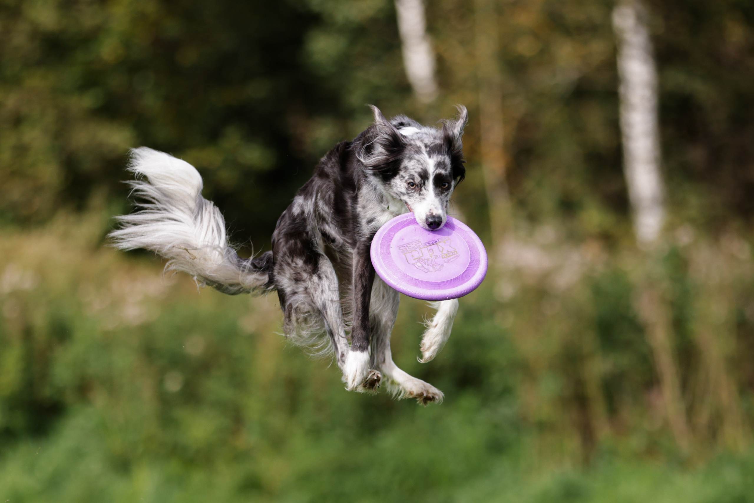 Репортажная съёмка спортивных мероприятий. ESHE_PHOTO Фотограф анималист в Москве и Московской области