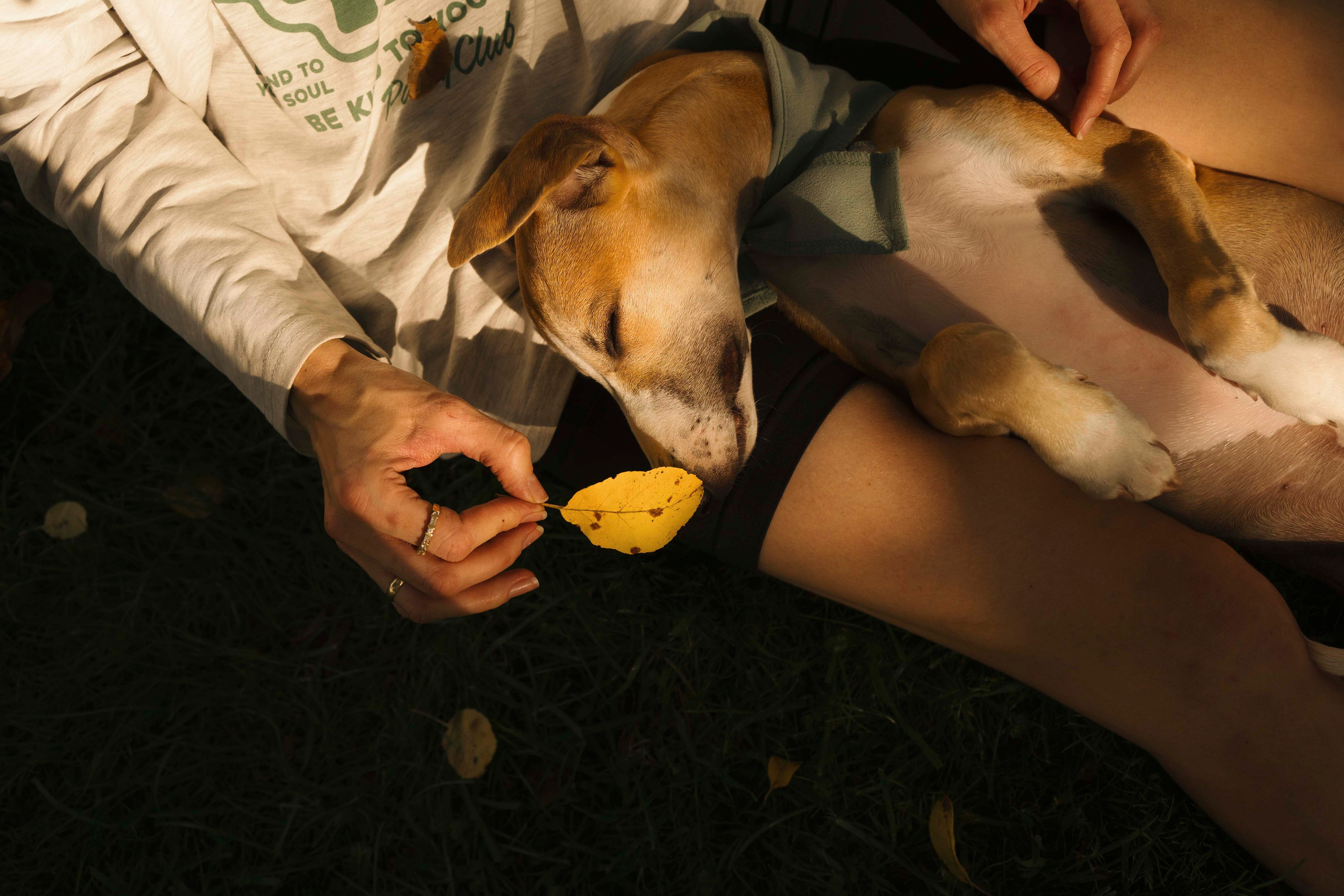 Заказать съемку. Фотограф- анималист Александра Матвеева
