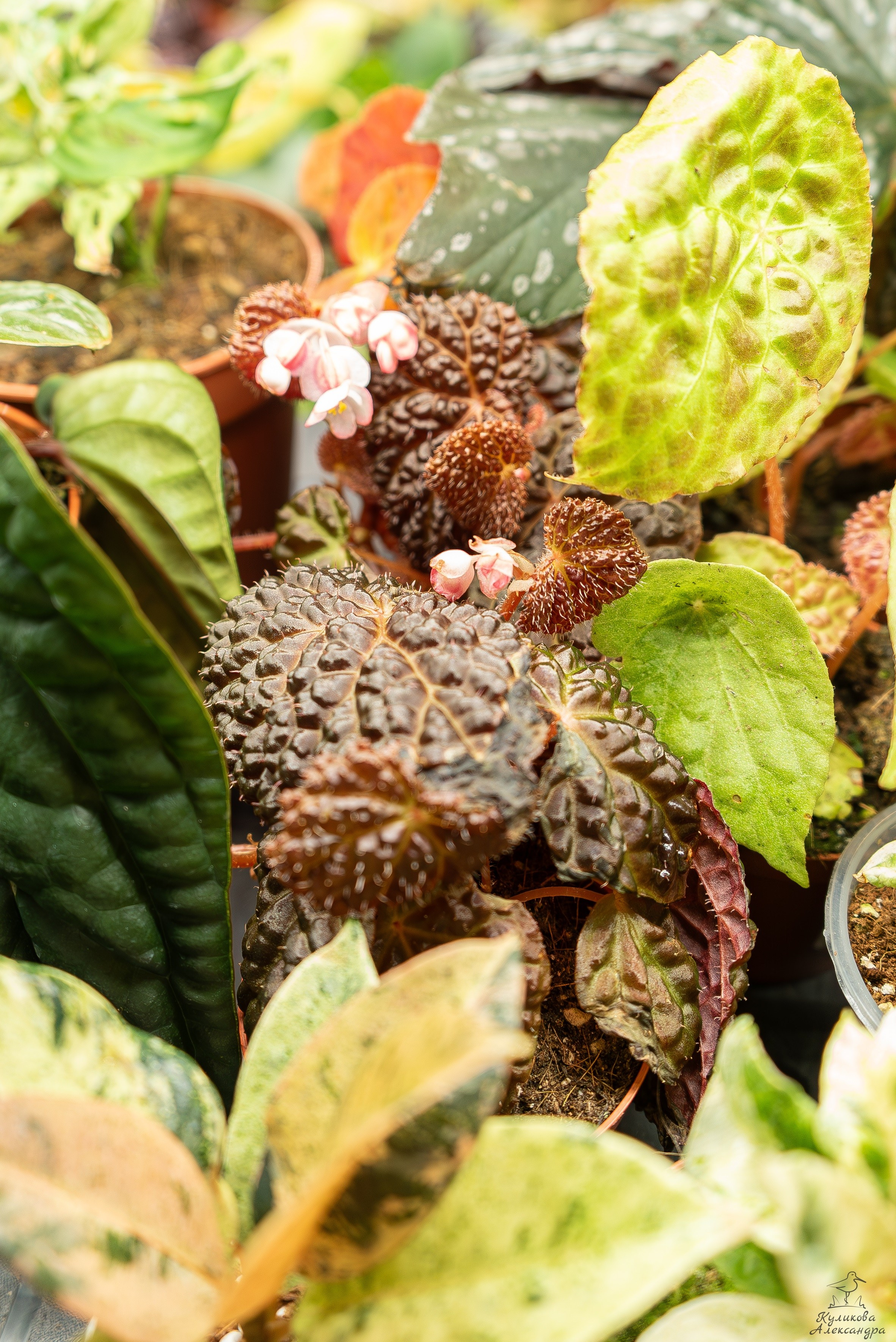 Гроубокс Артплей апрель. Александра Куликова фотограф, Москва